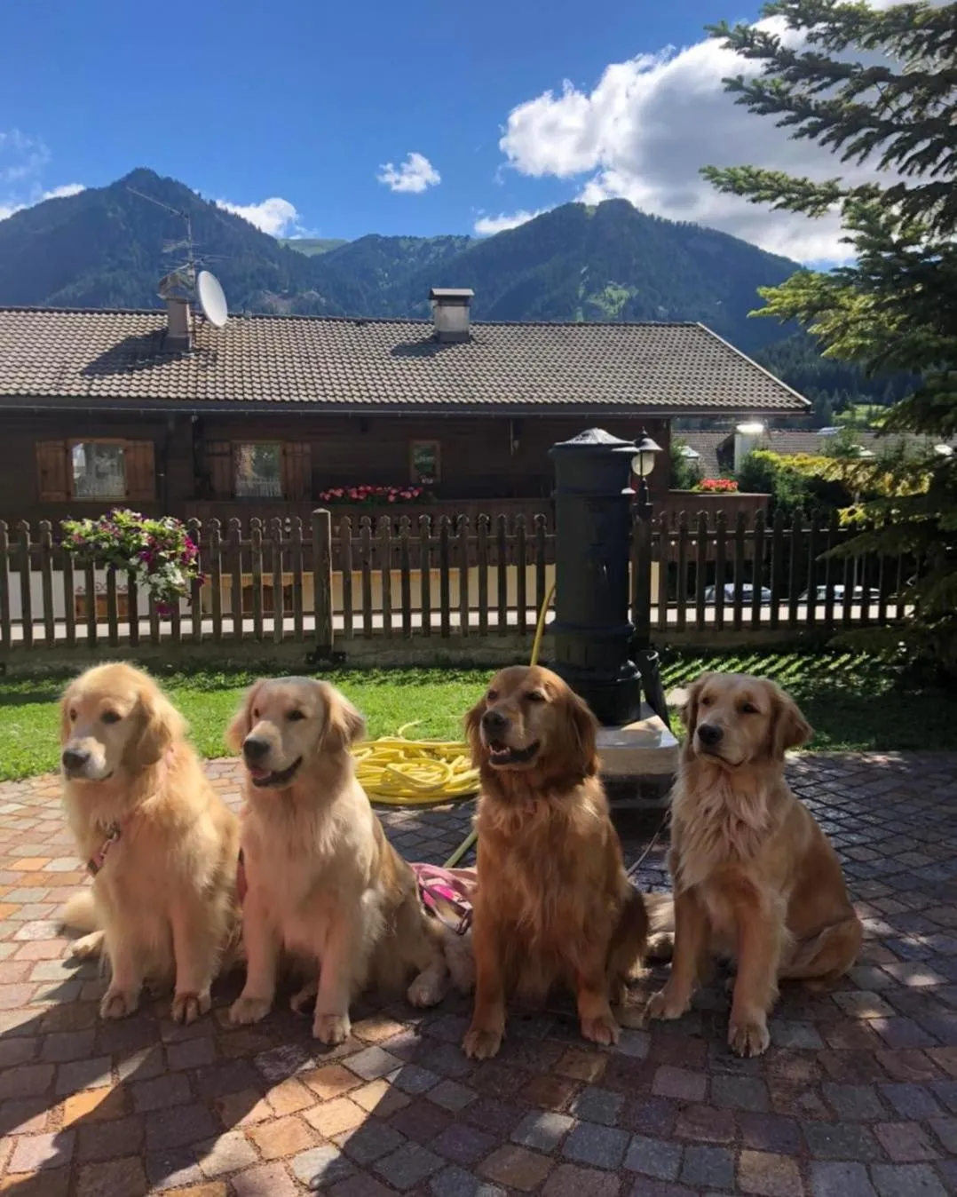 Alpine Touring Hotel-petfriendly