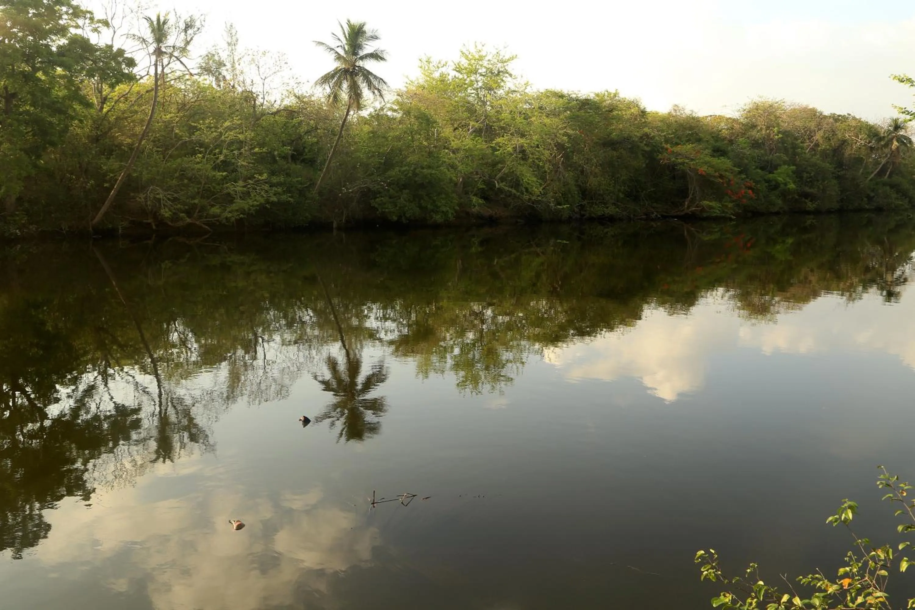 Natural landscape in Hotel Plaza Palmas