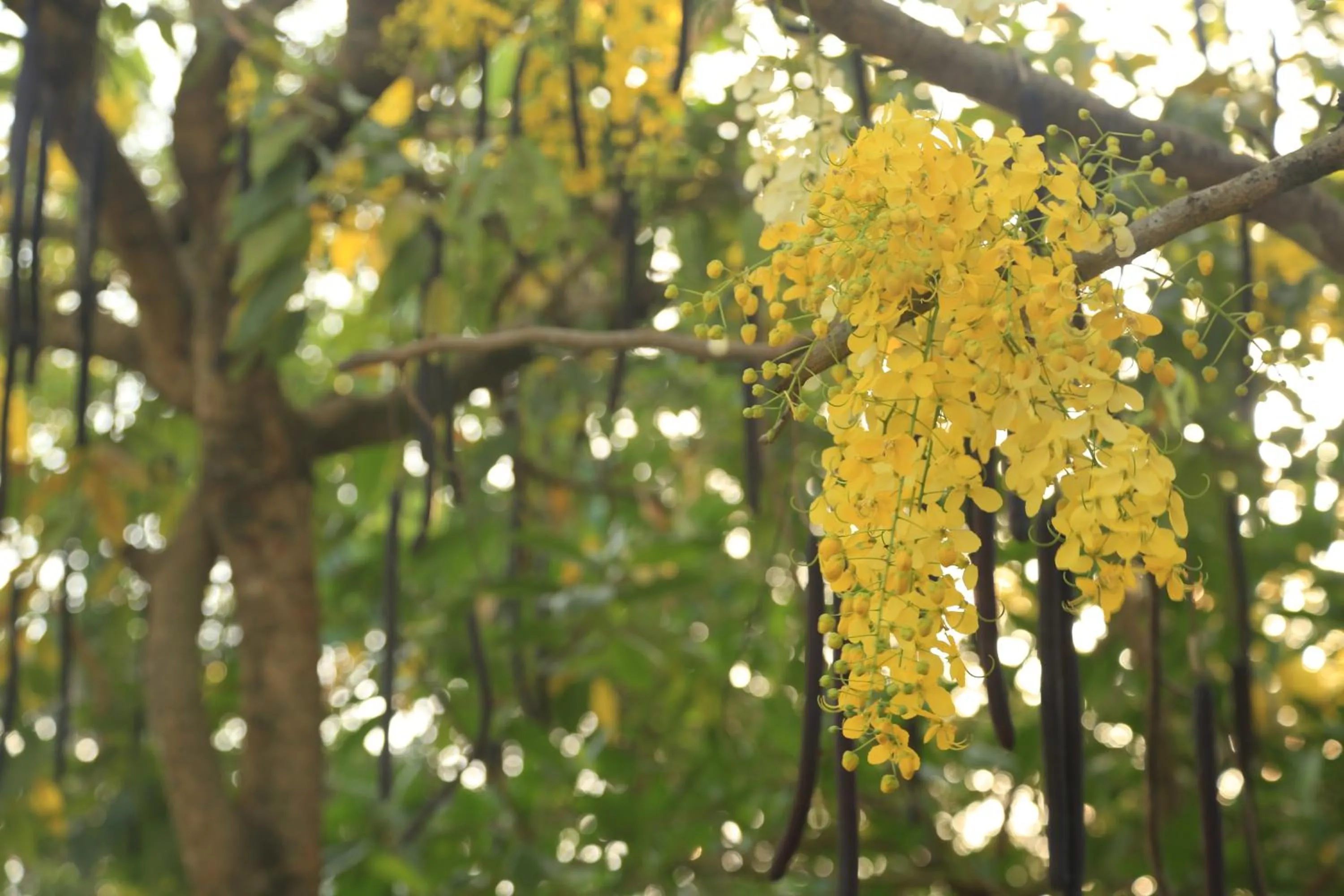 Garden in Hotel Plaza Palmas