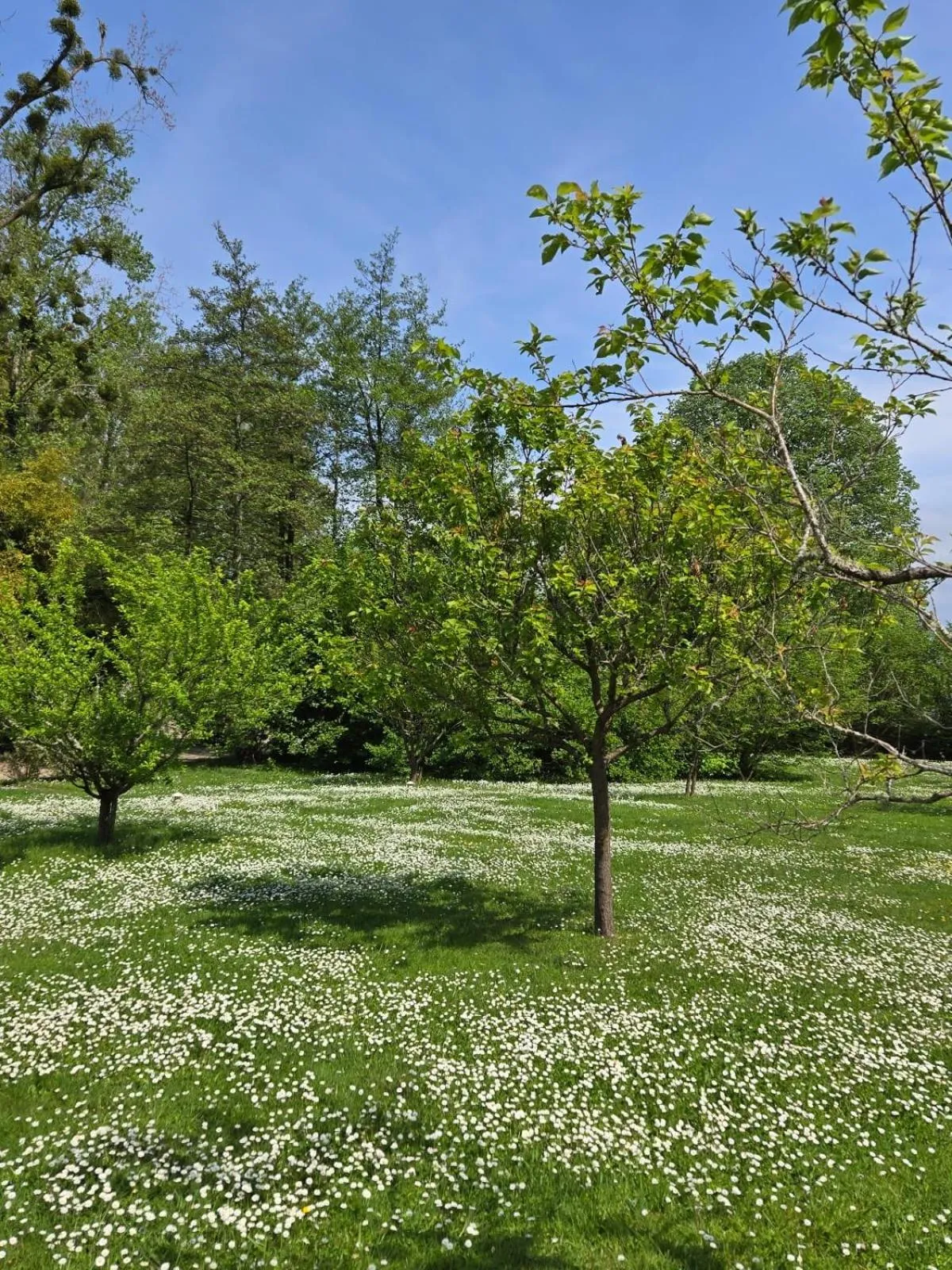 Garden in Château de Courtebotte