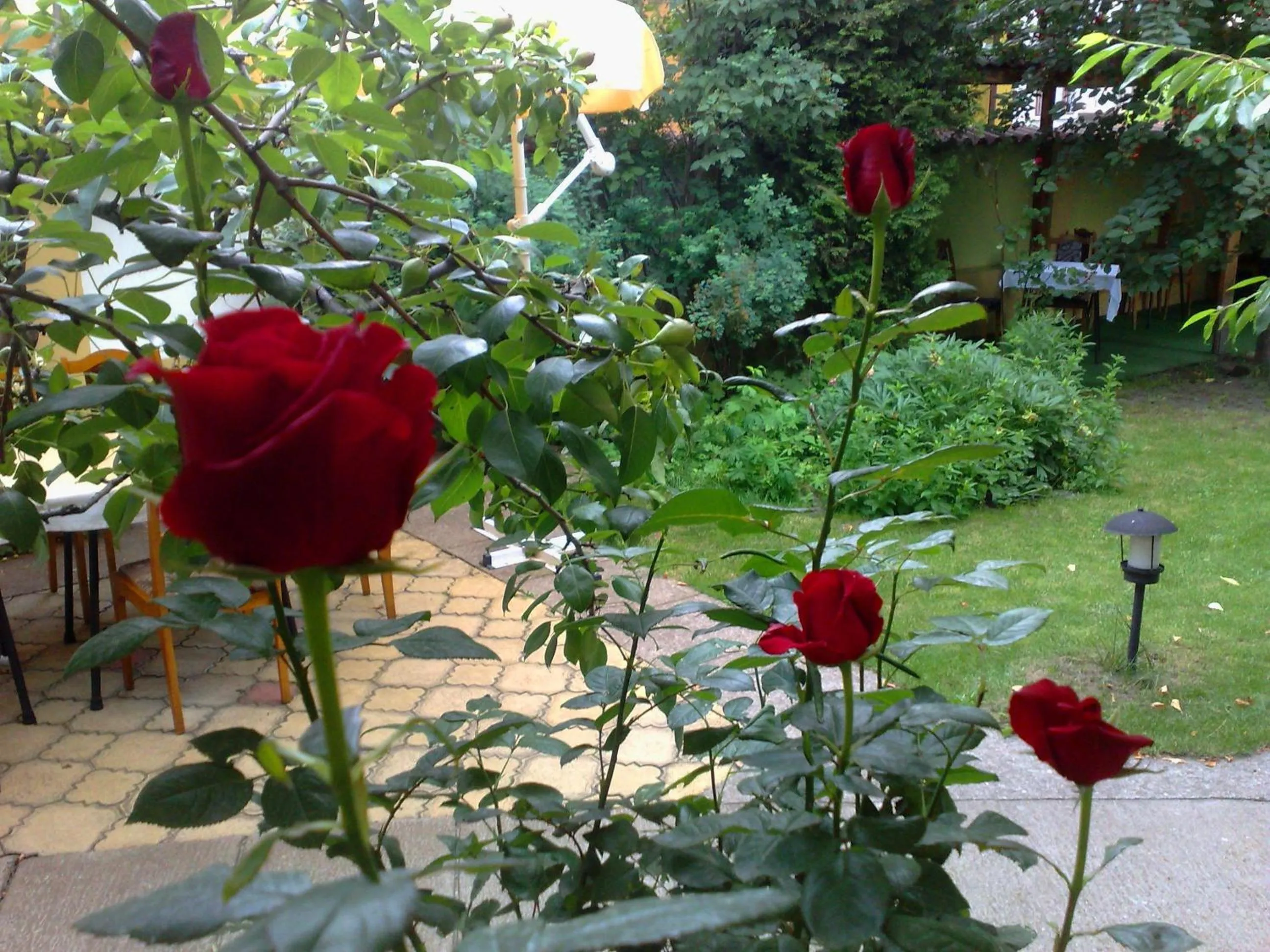 Garden in Family Hotel Sonata