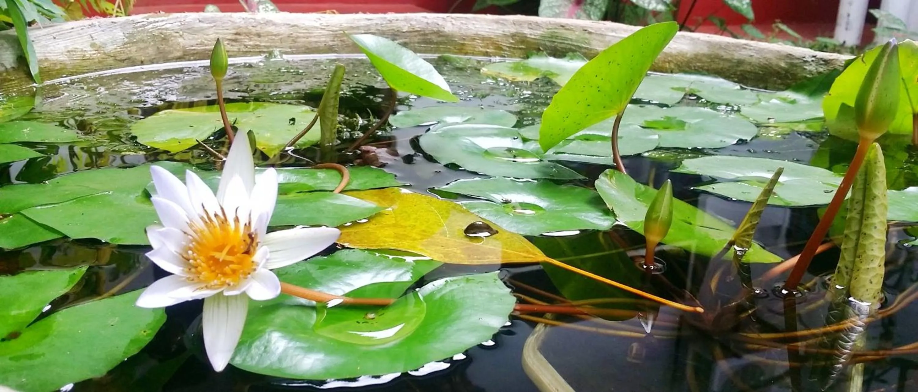 Garden in Saubagya Inn