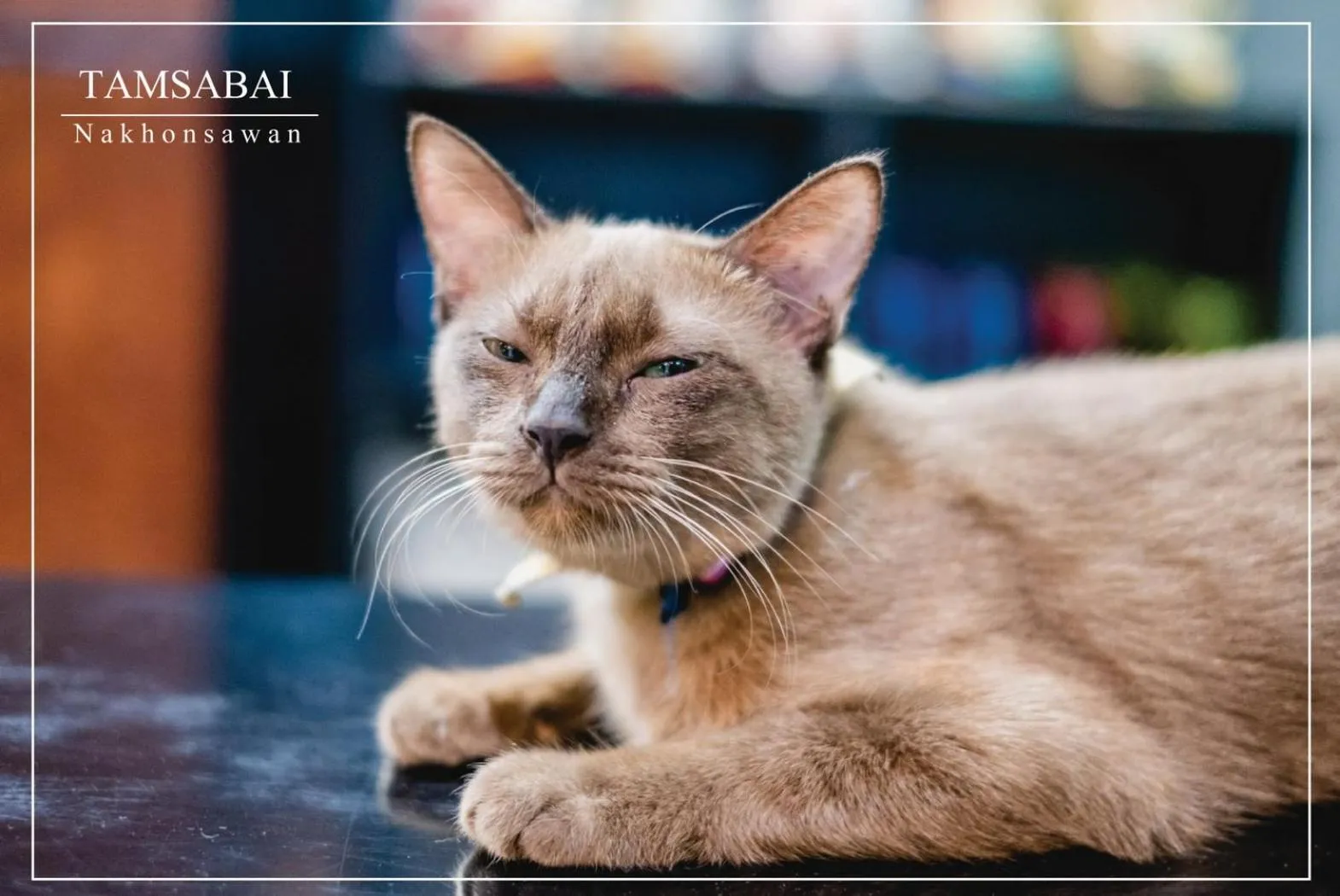 Animals in Tamsabai hotel