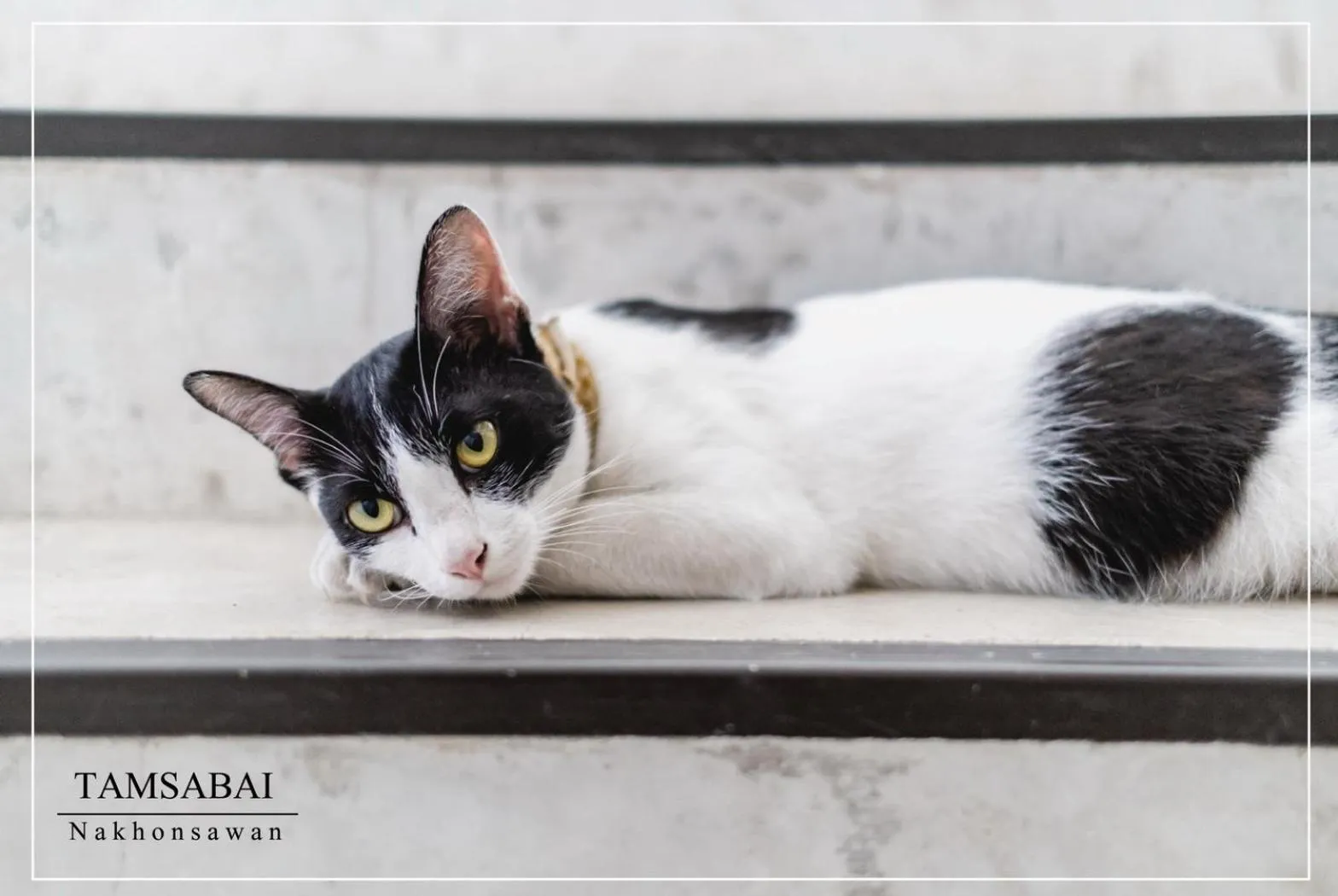 Animals in Tamsabai hotel