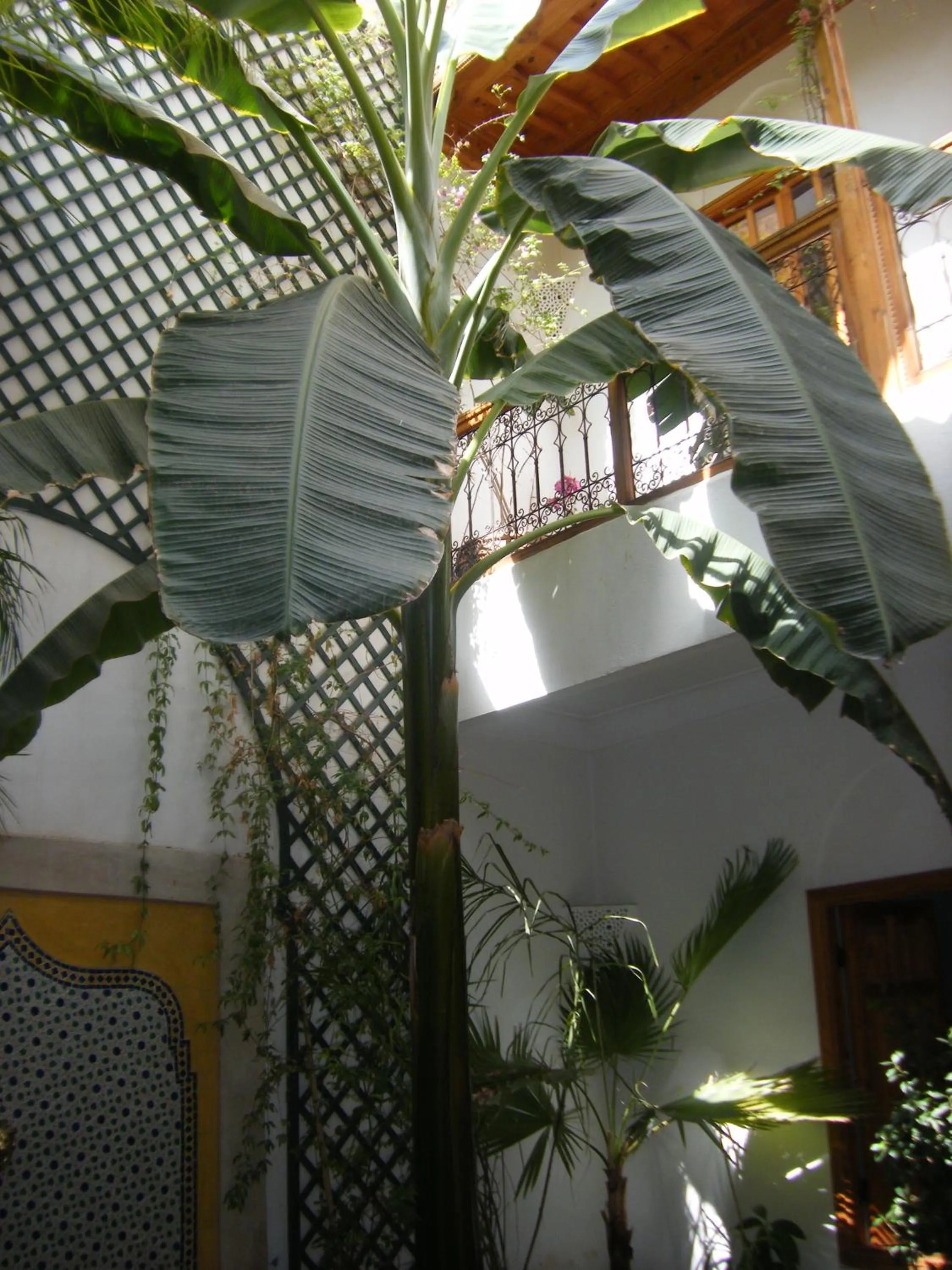 Garden in Riad Irene