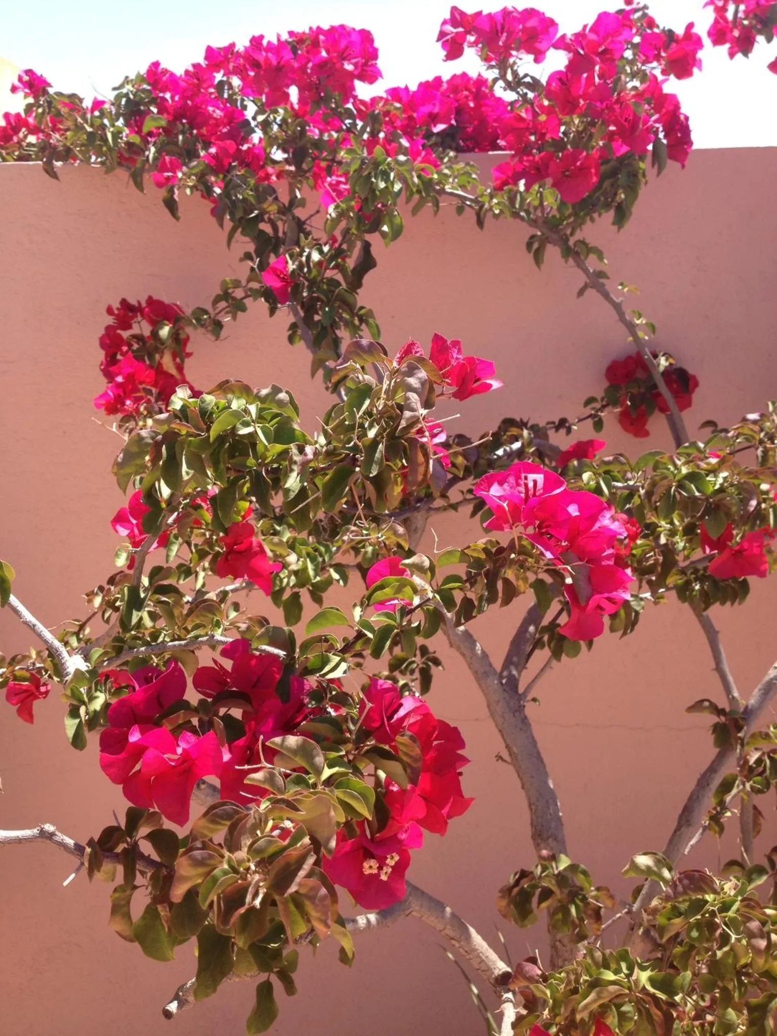 Balcony/Terrace in Riad Irene
