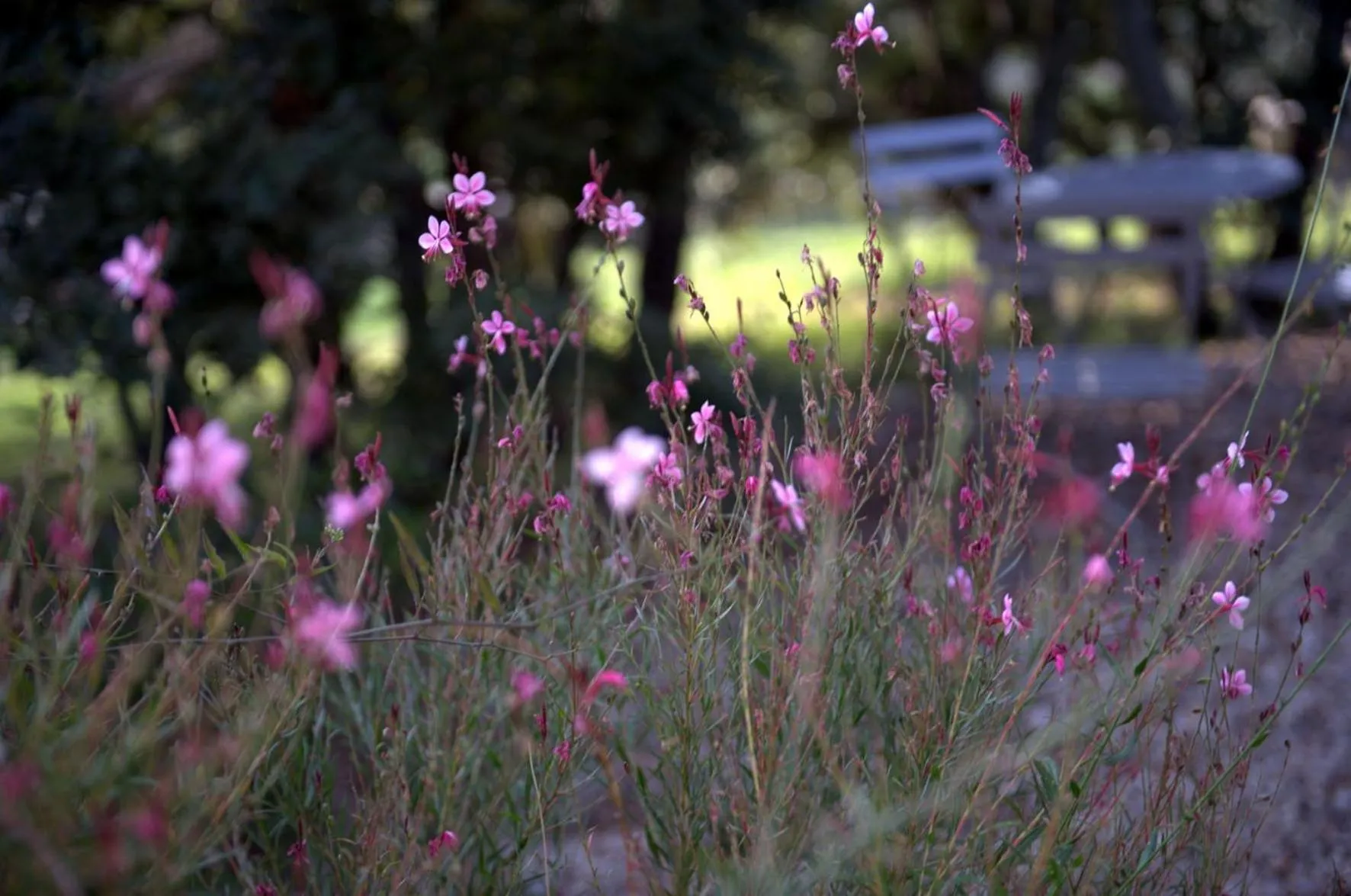 Garden in Les Terrasses - Gordes
