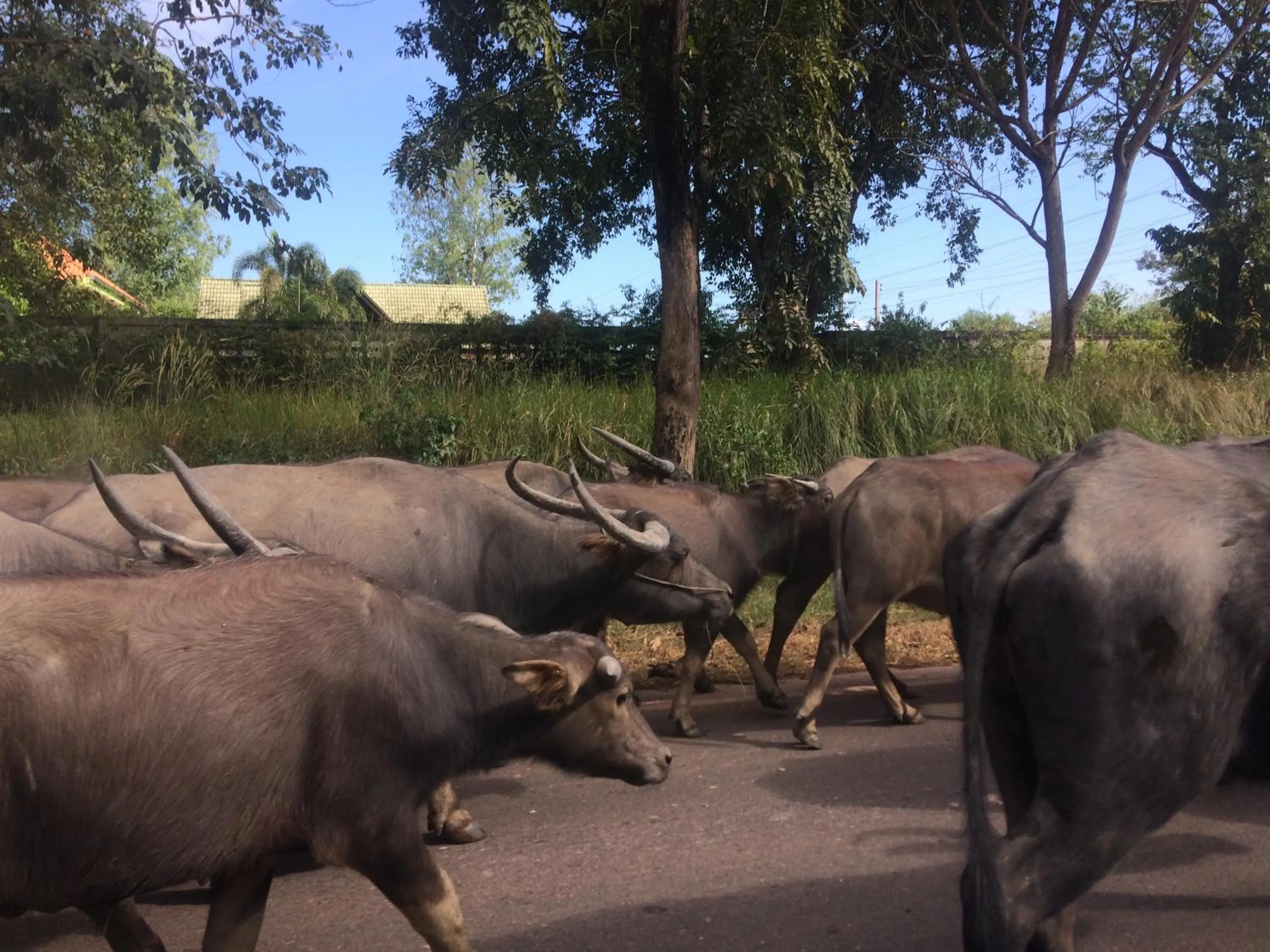 Property building in B&B Forest Hill Khao Yai