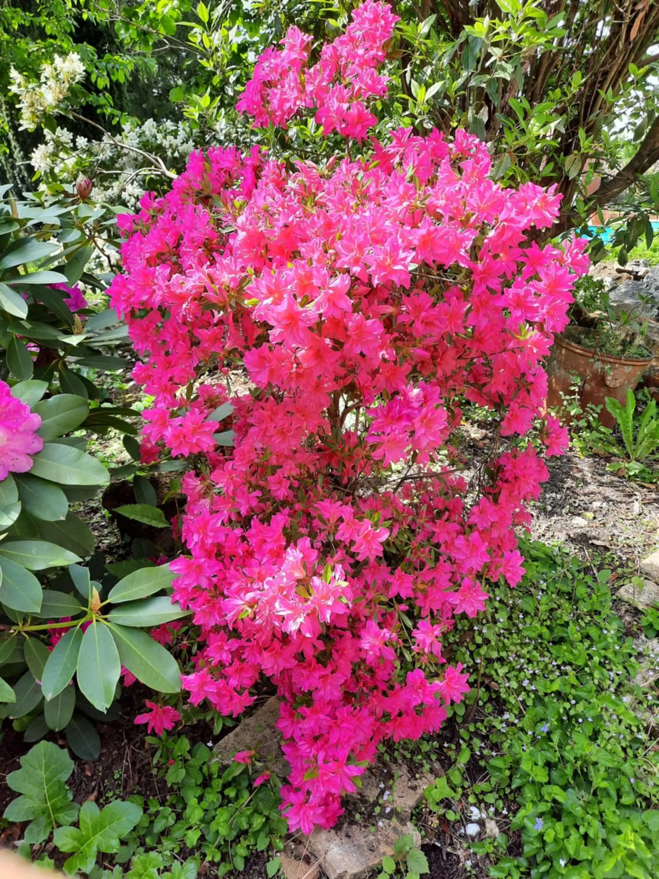 Garden in Hôtel De La Barbacane