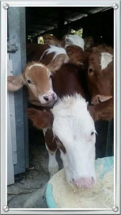 Agriturismo A do' Cumparone