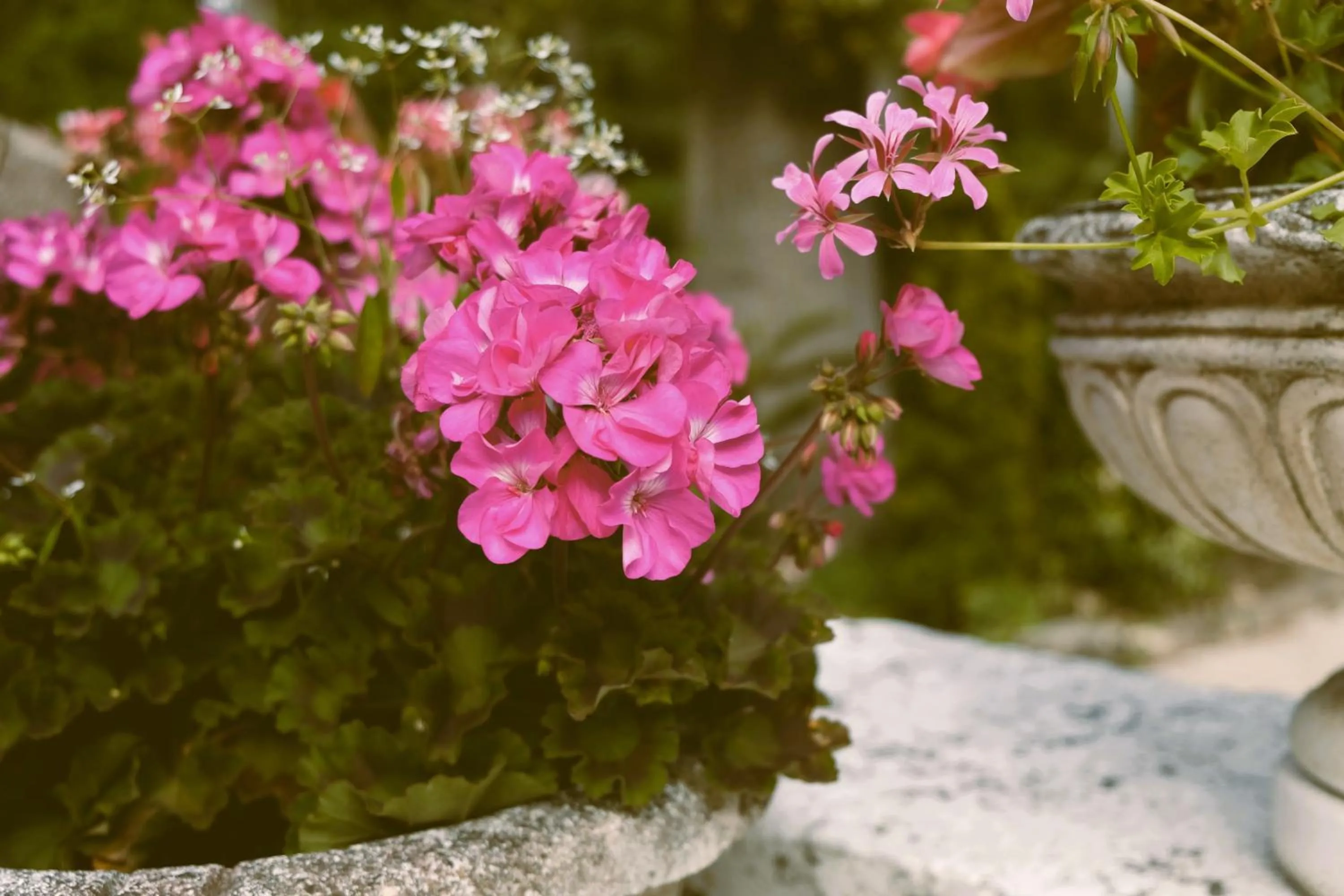 Garden in Hostellerie Du Lys