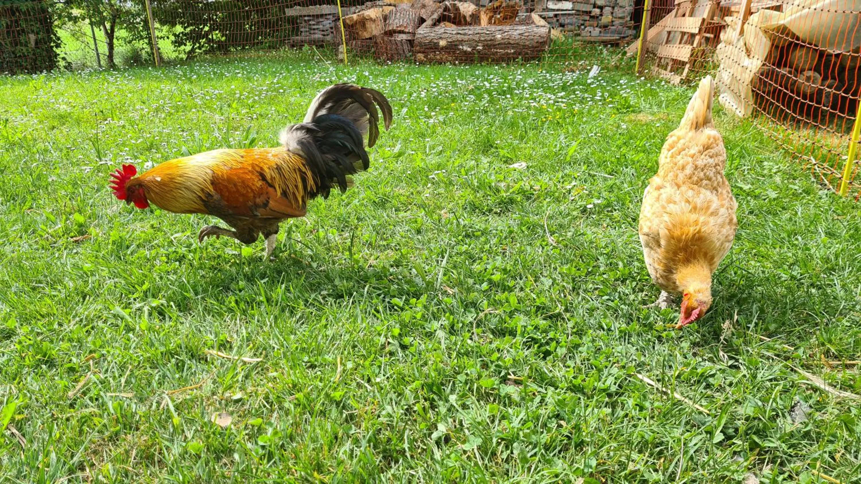 Garden in Le Domaine (Swiss Lodge)