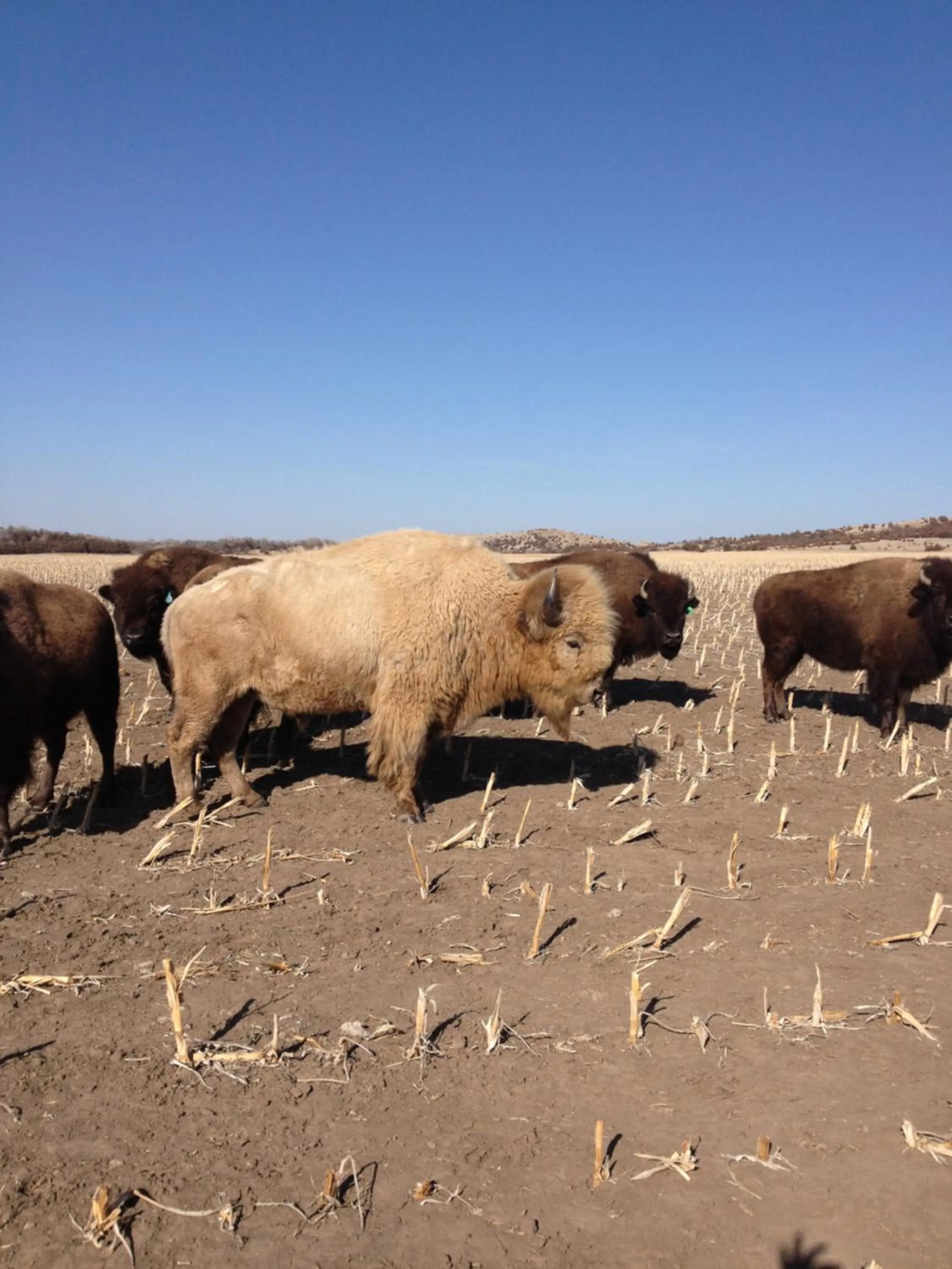 Property building in ReWild Ranch LLC