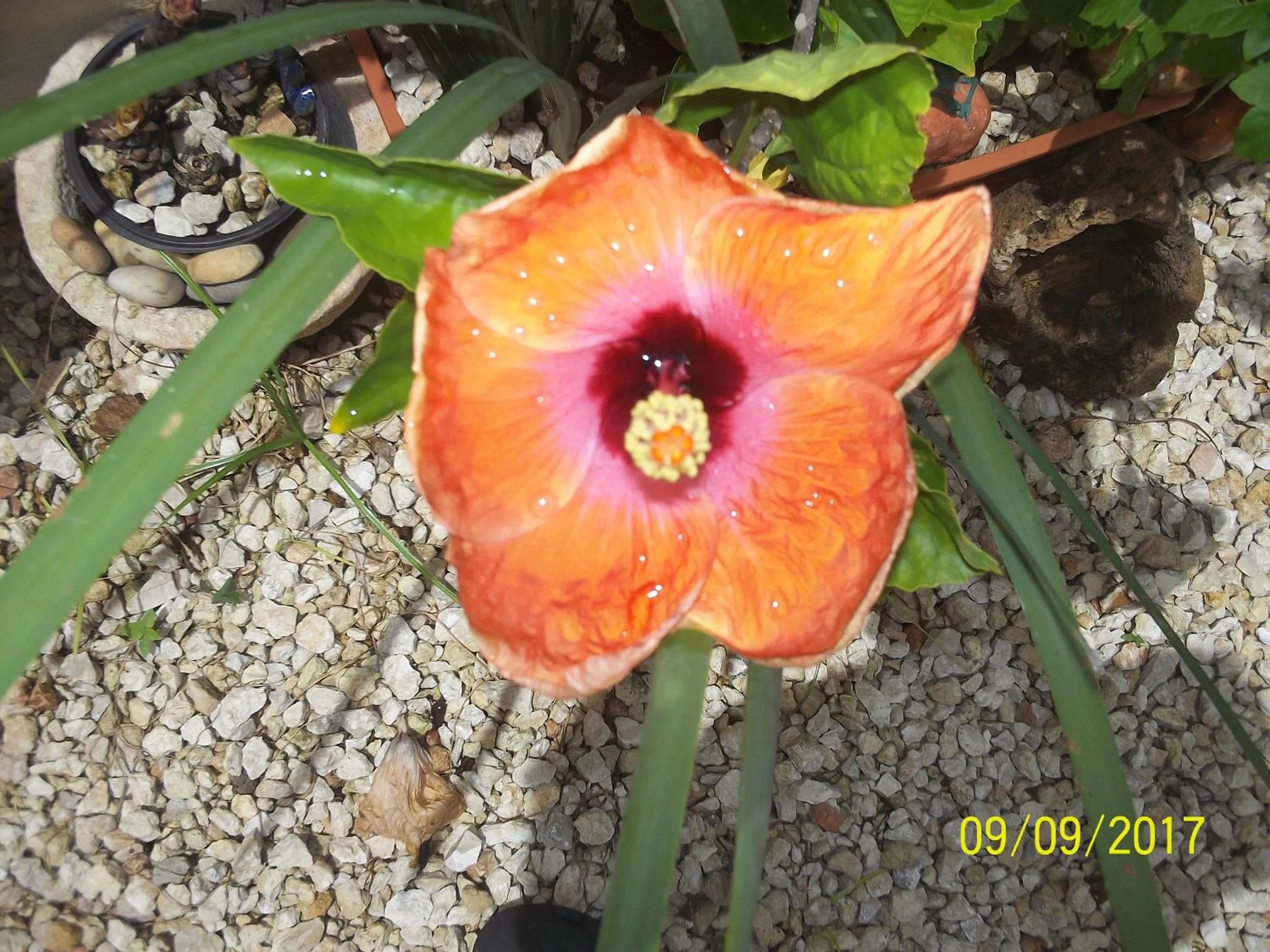 Garden in La Casa del Chac