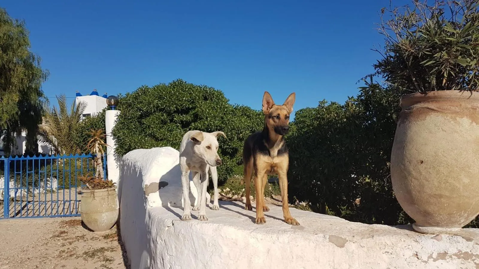 Animals in L'Air De La Mer