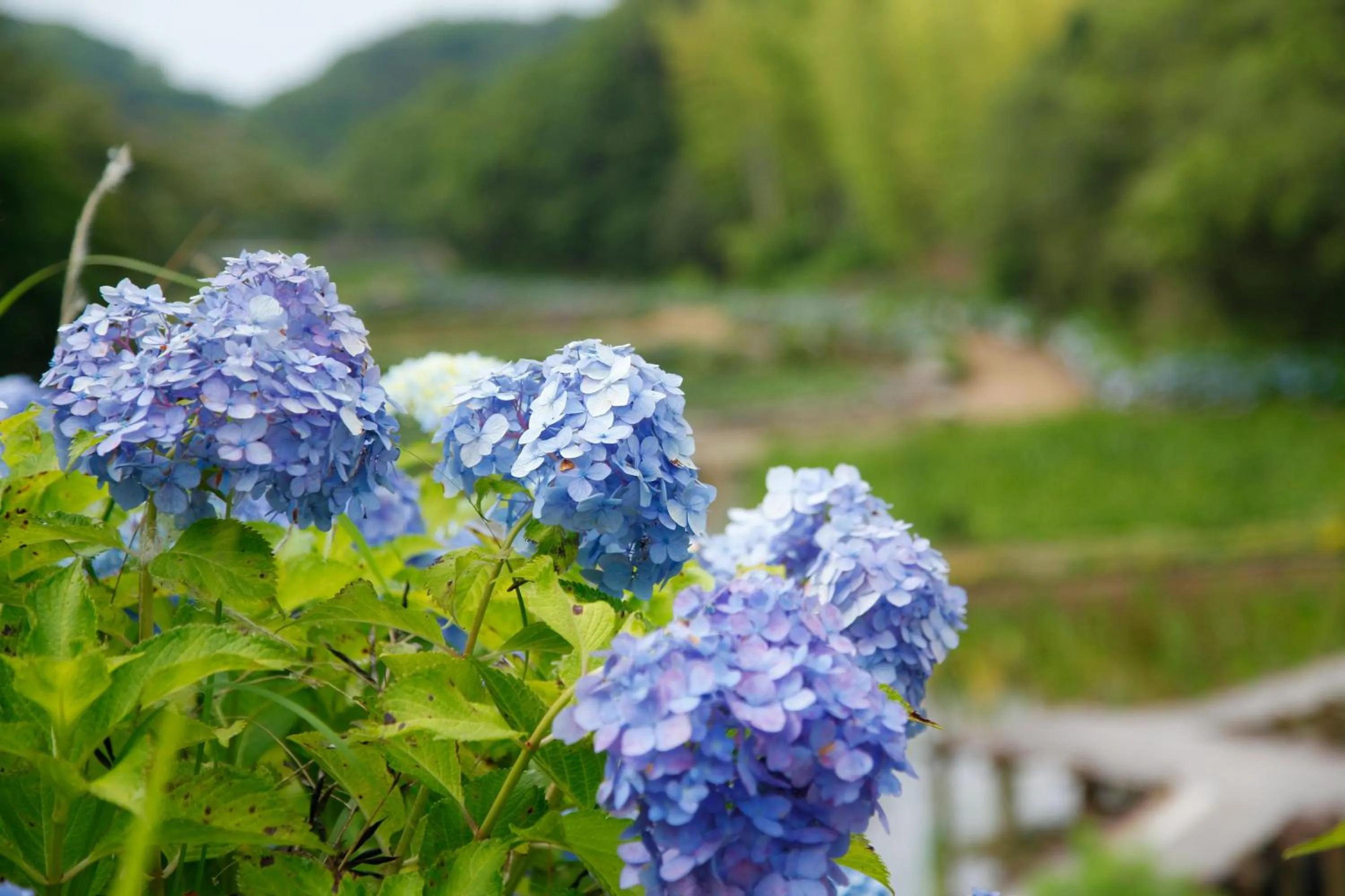 On site in Nemu Resort Hotel Nemu