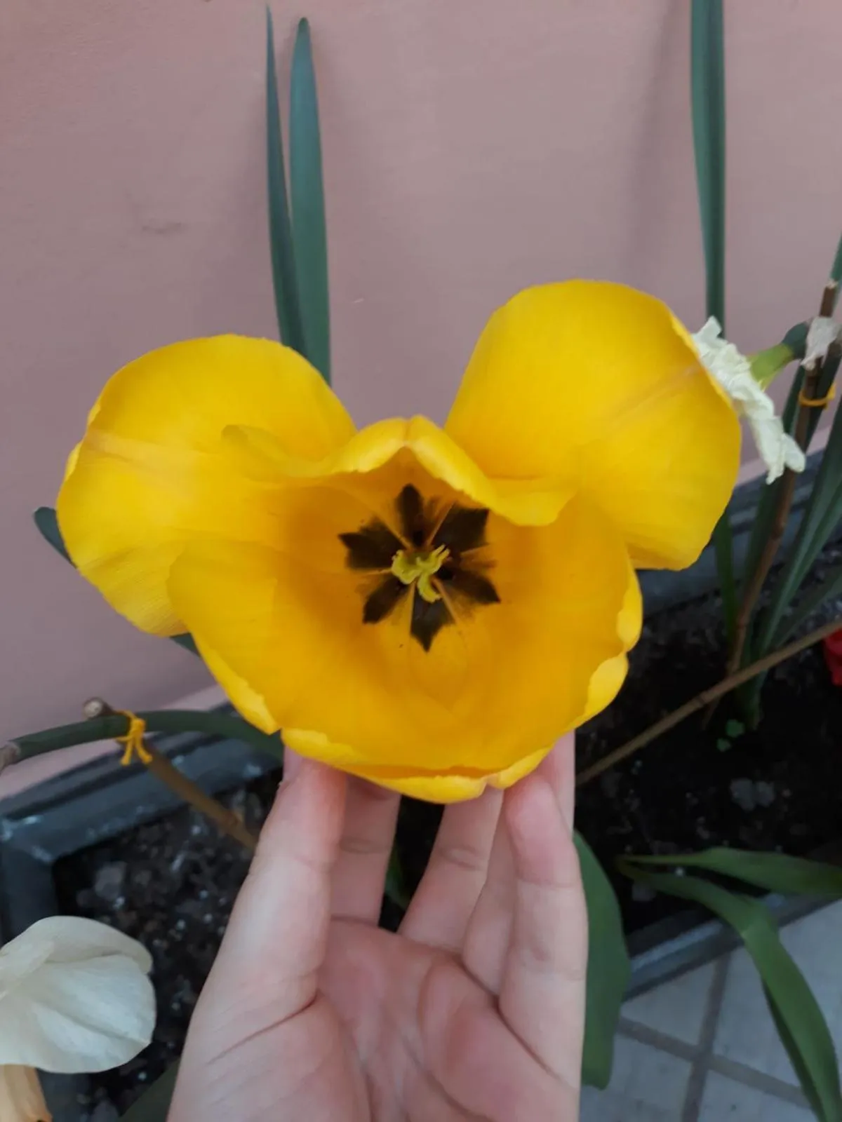 Day in Porta del Carmine