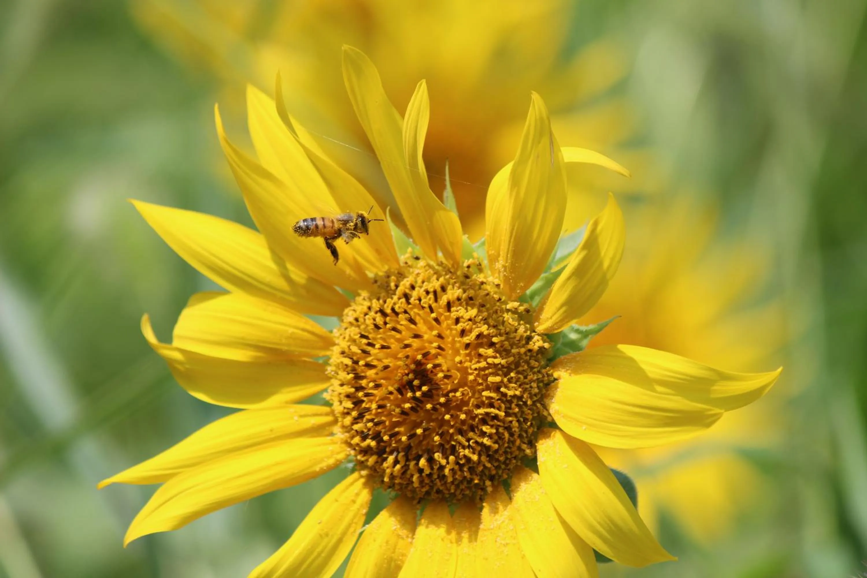 Pension KUROSHIOMARU