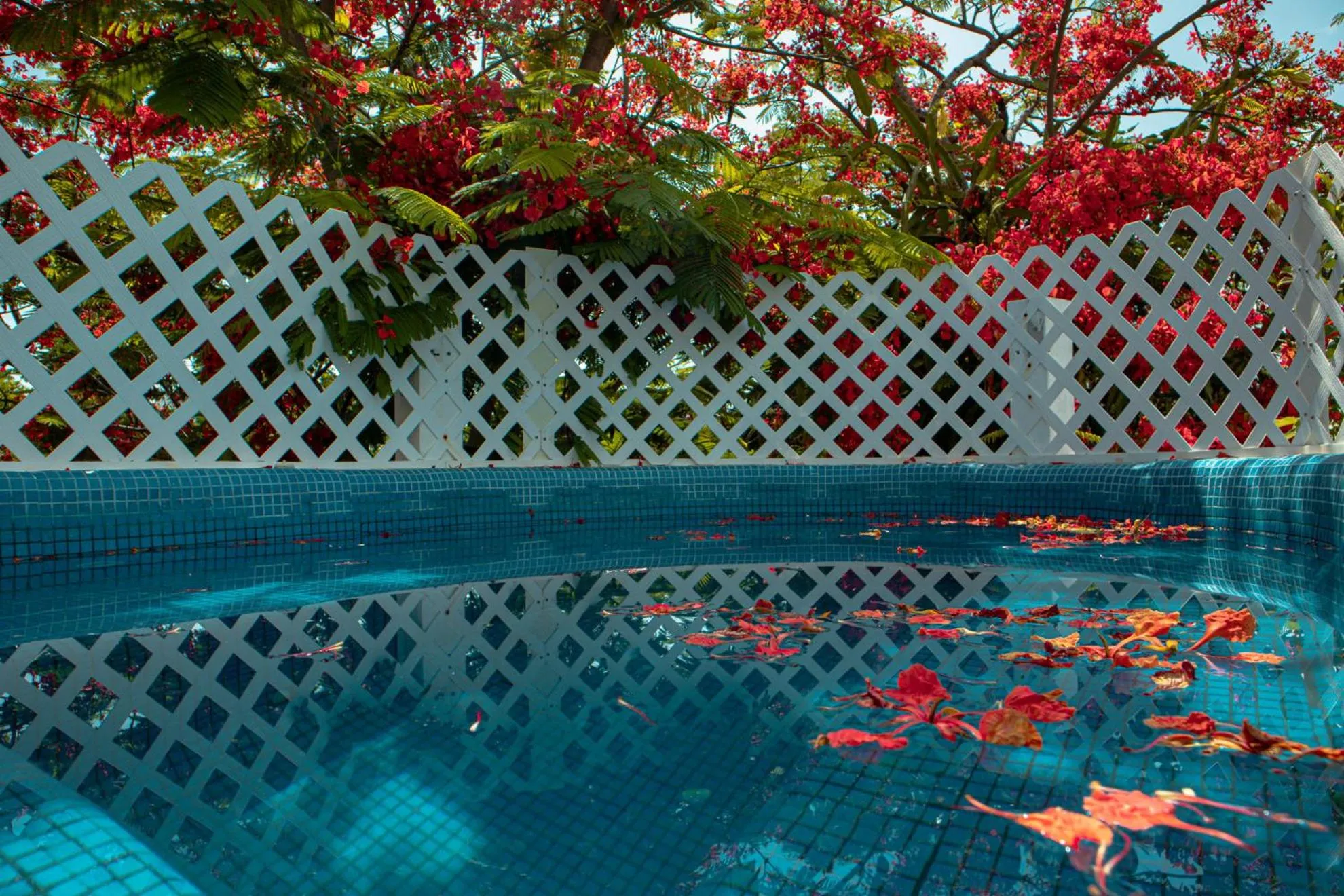 Spring in Casa Wayak