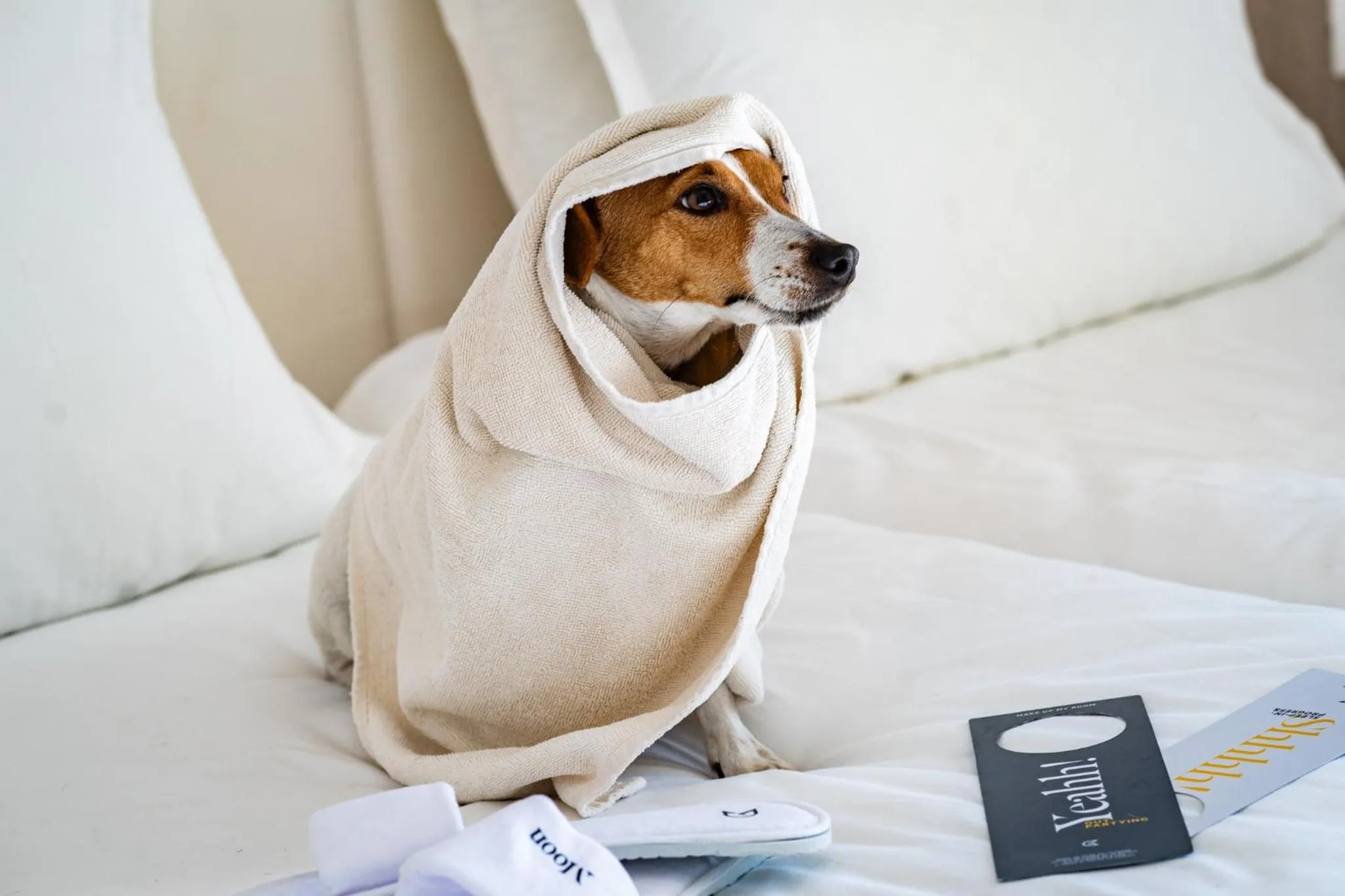 Pets in Golden Tulip Président Hammamet