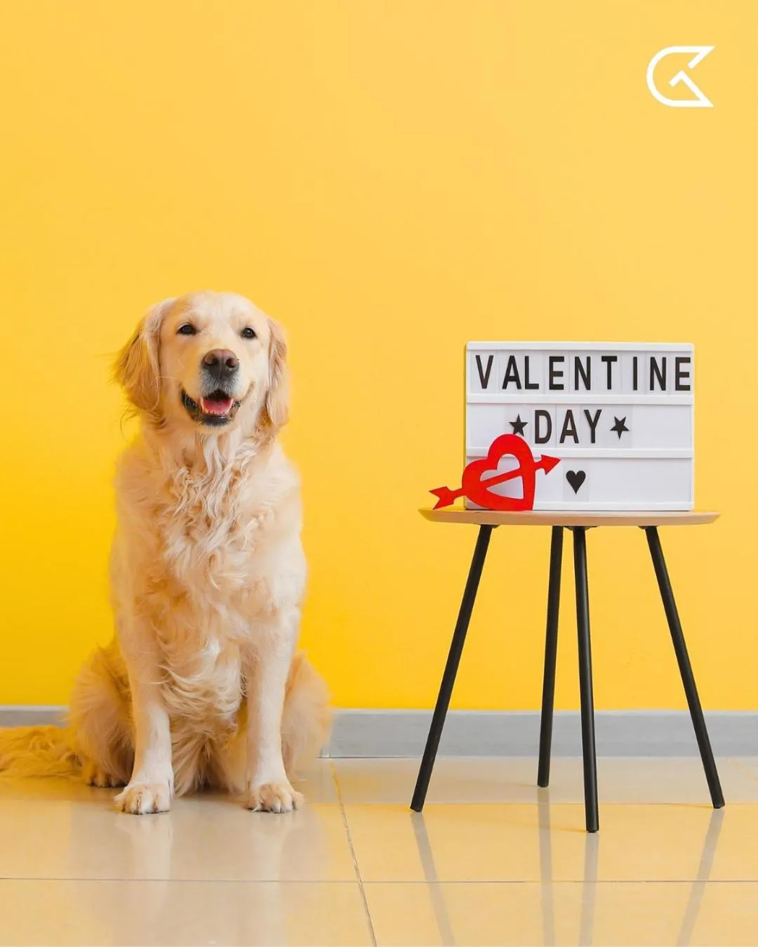 Pets in Golden Tulip Président Hammamet