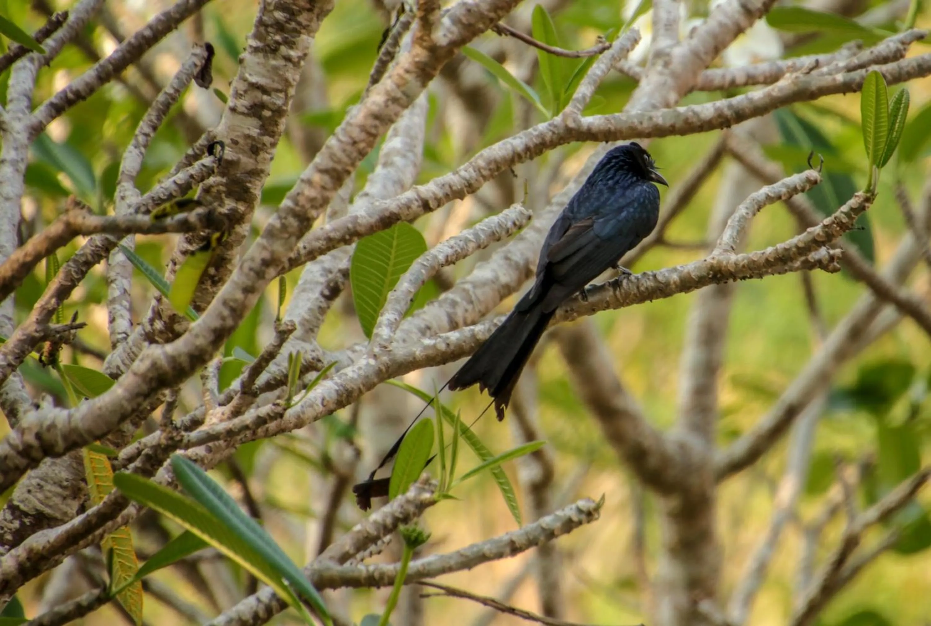 BaanRai KhunYa บ้านไร่คุณย่า