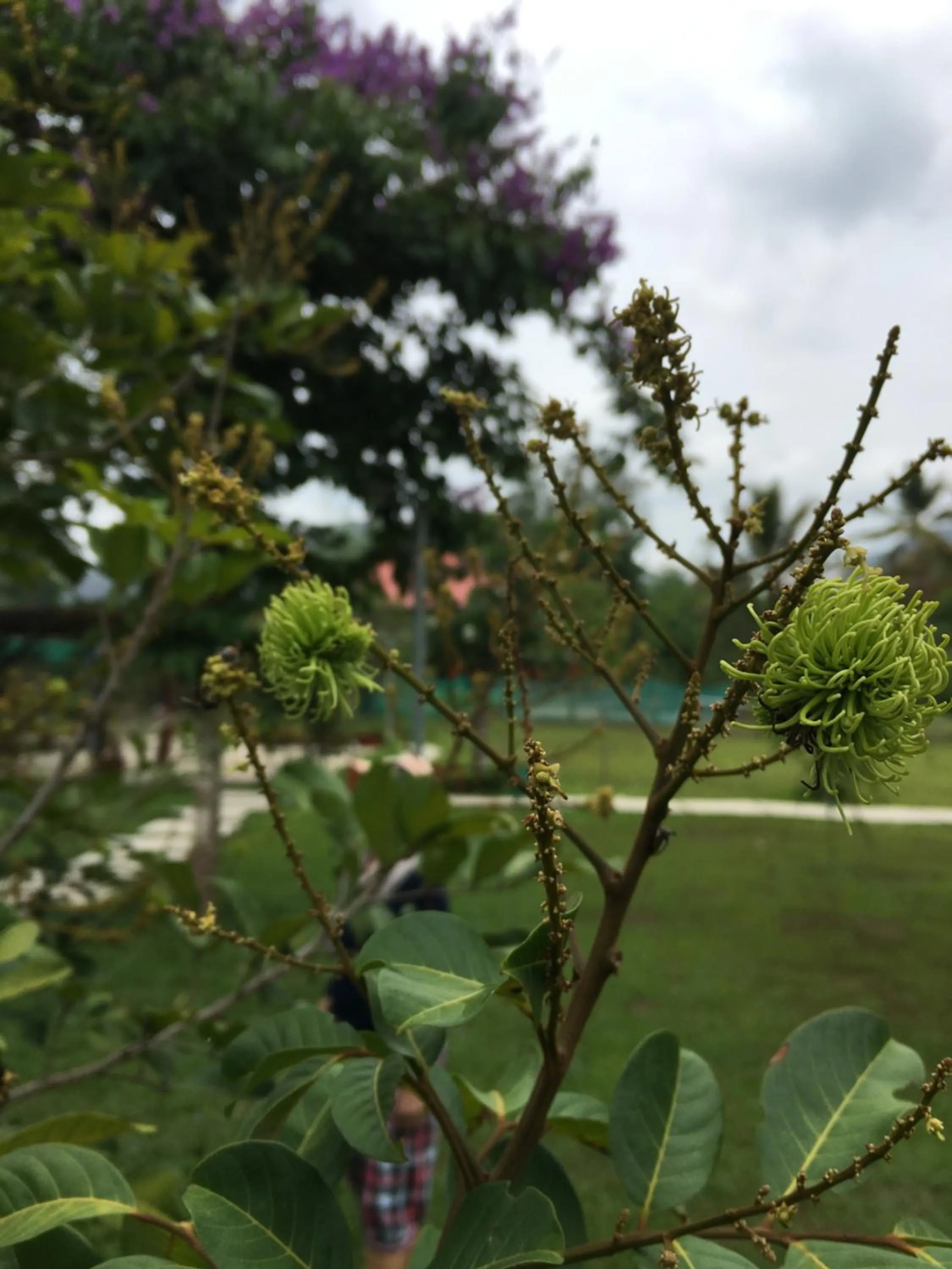 BaanRai KhunYa บ้านไร่คุณย่า