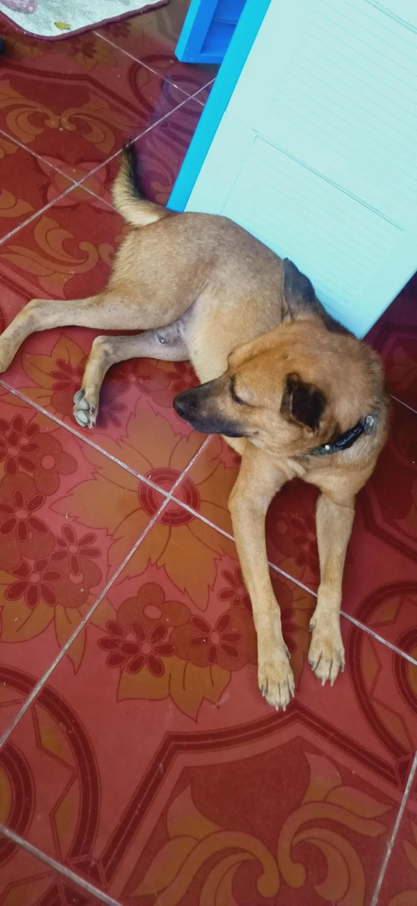 Animals in Riverside at Aninuan Accommodation and Food