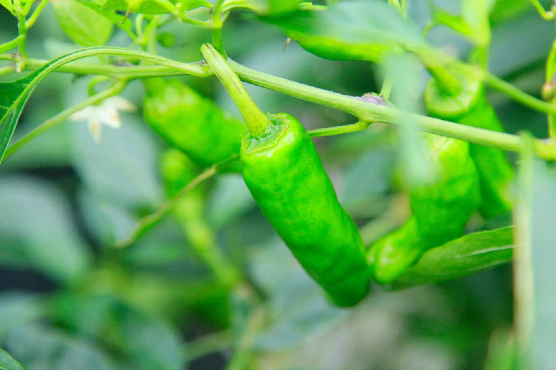 Area and facilities in Nobori