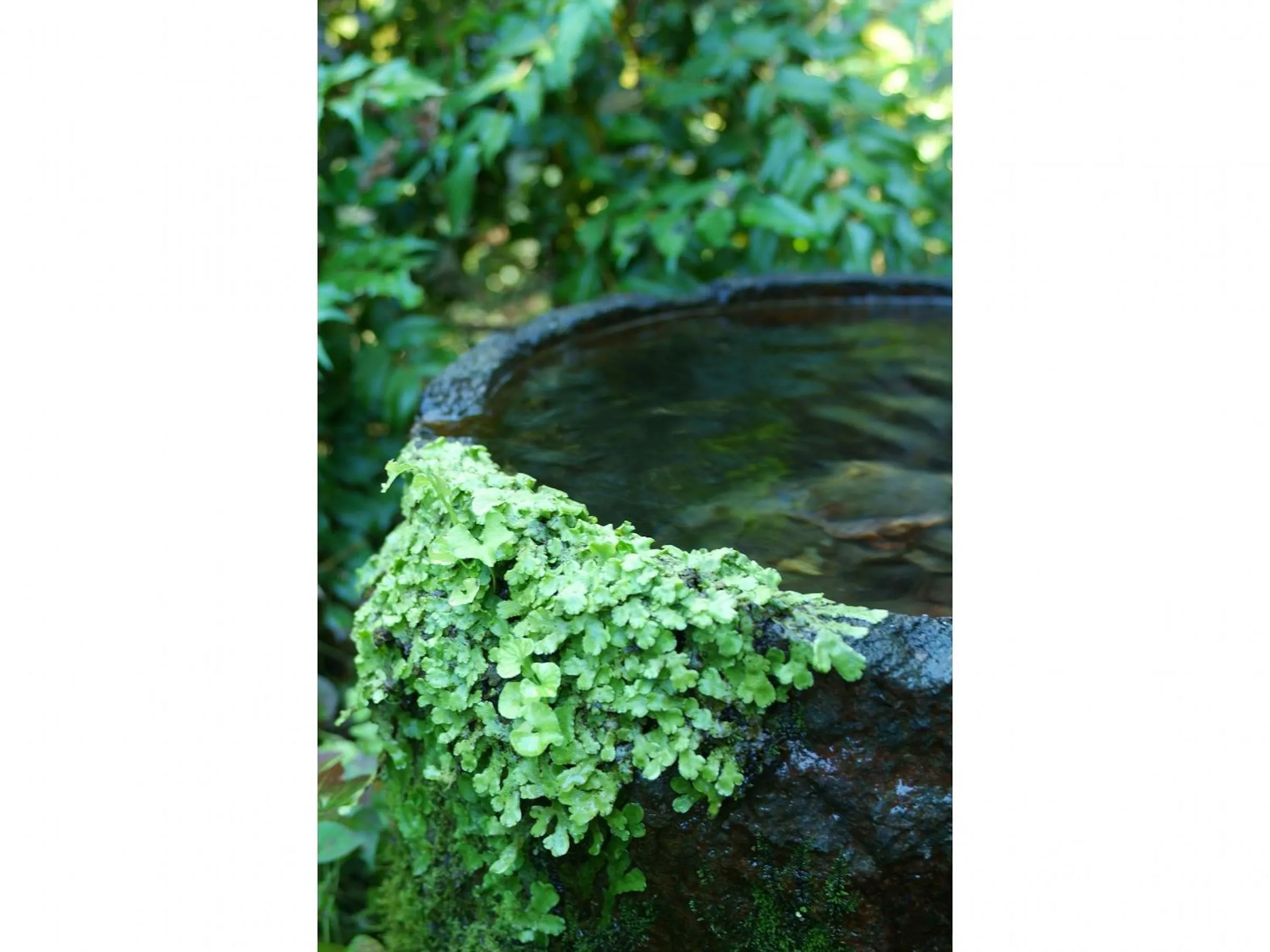 Summer in Kazen no Sho