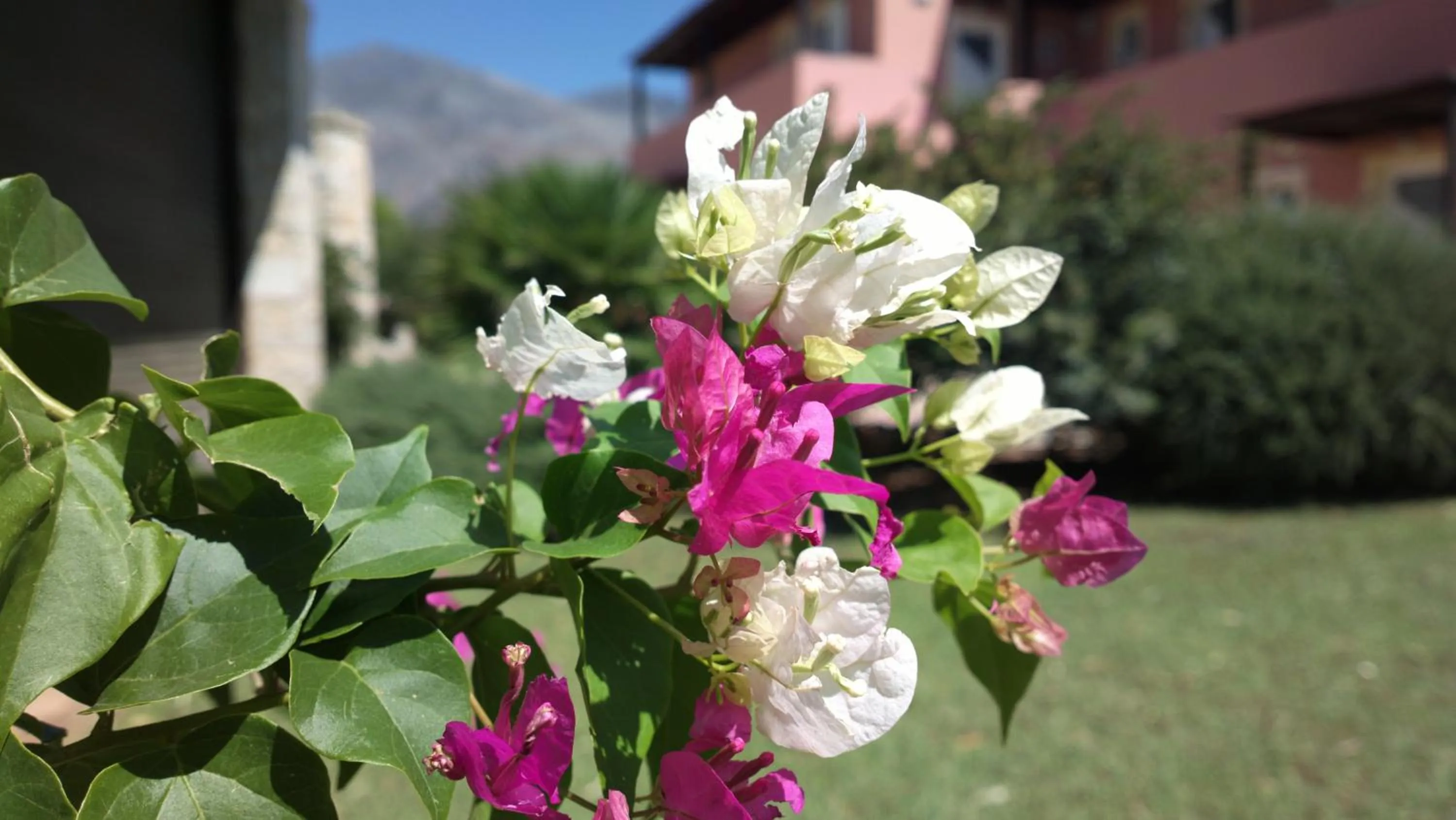Garden in Kallicrates Village