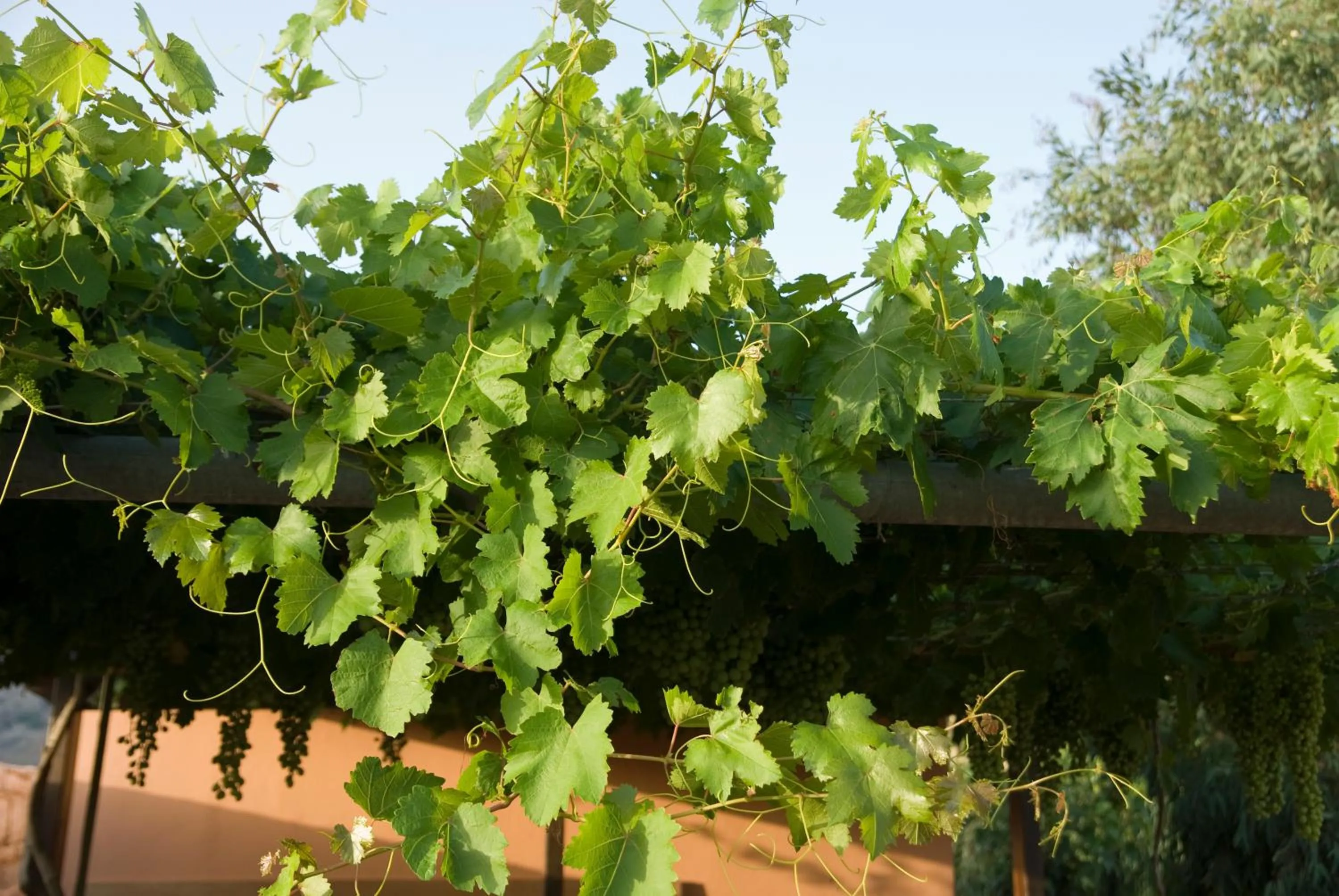 Garden in Kallicrates Village