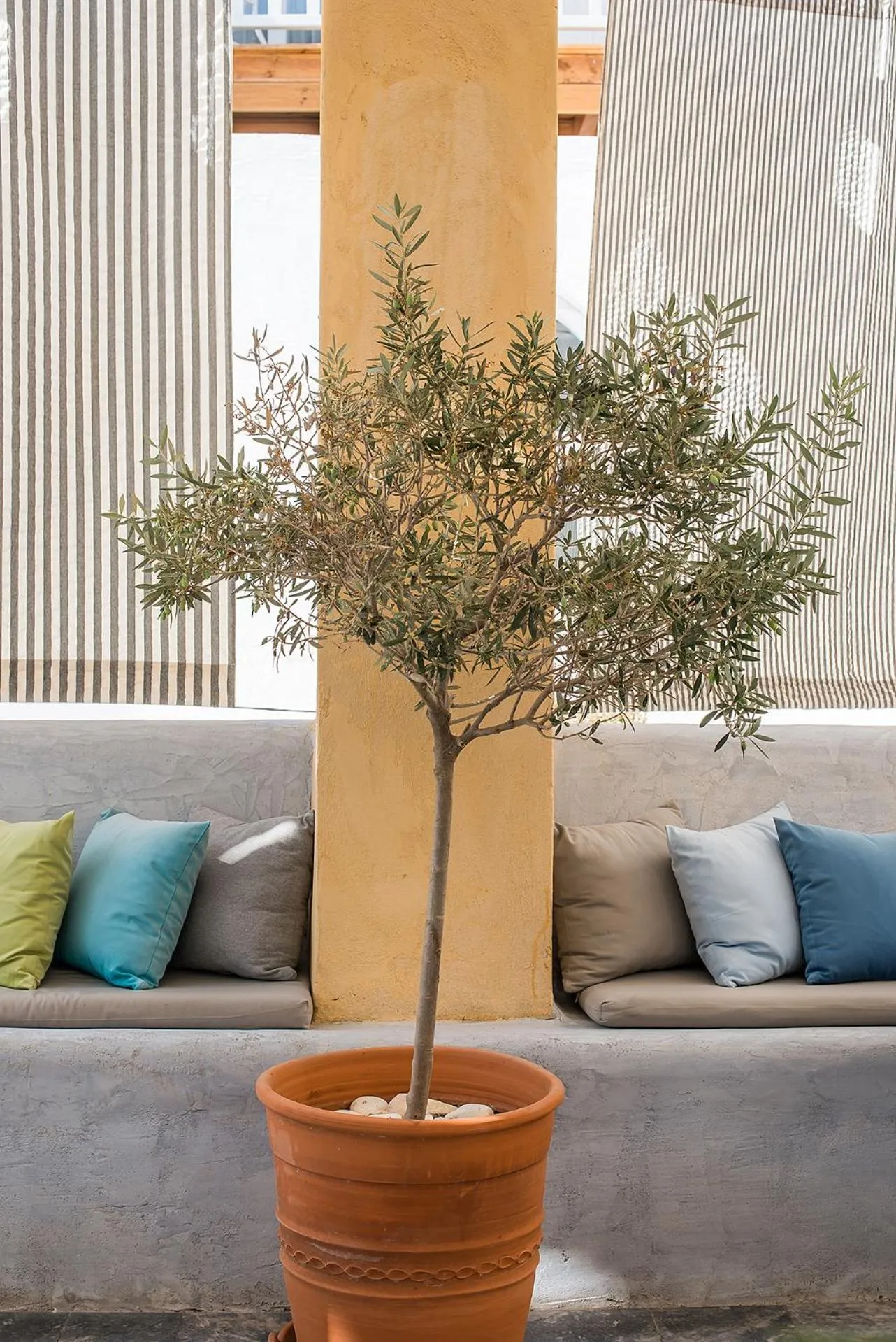 Garden in Argonauta Hotel