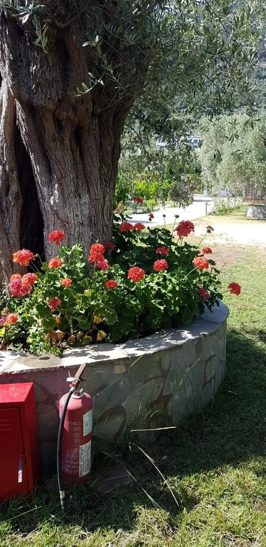 Garden in Hotel Maria