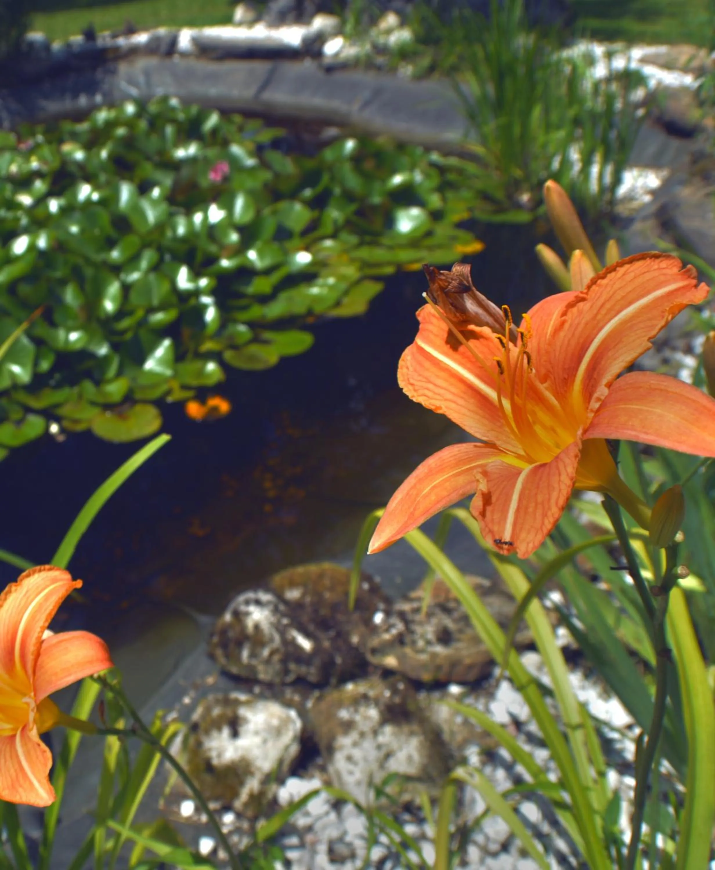 Garden in Hotel Aquamarin