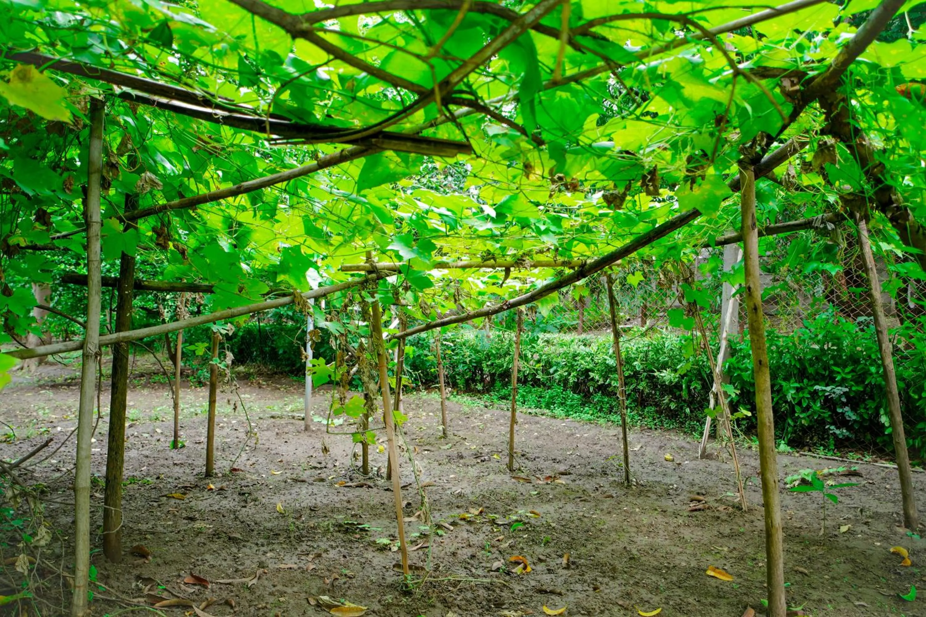 Garden in Ambassador Ajanta Hotel, Aurangabad