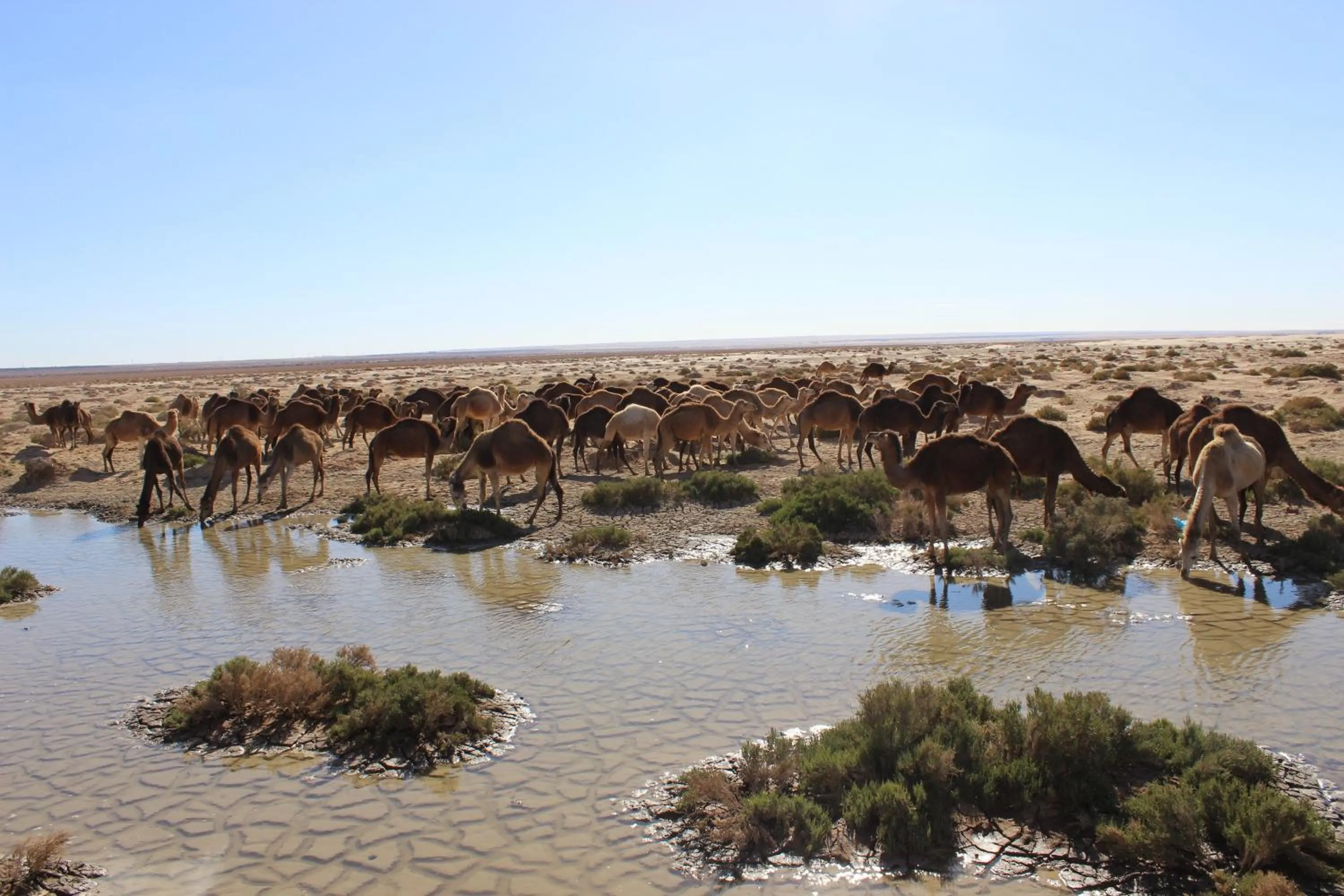 Animals in Dar Saida Beya
