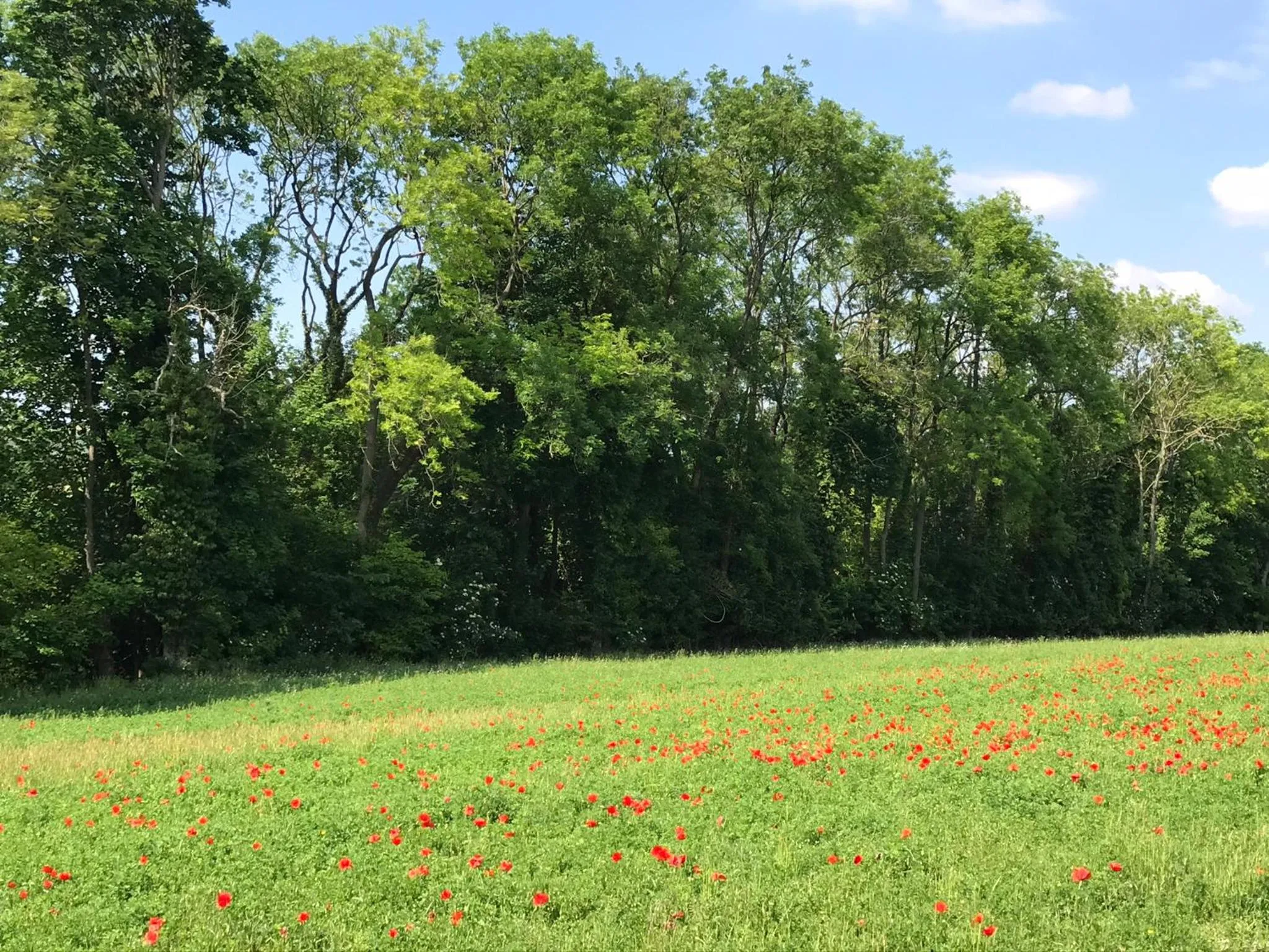 Chambre d'hôtes "COQUELICOT"