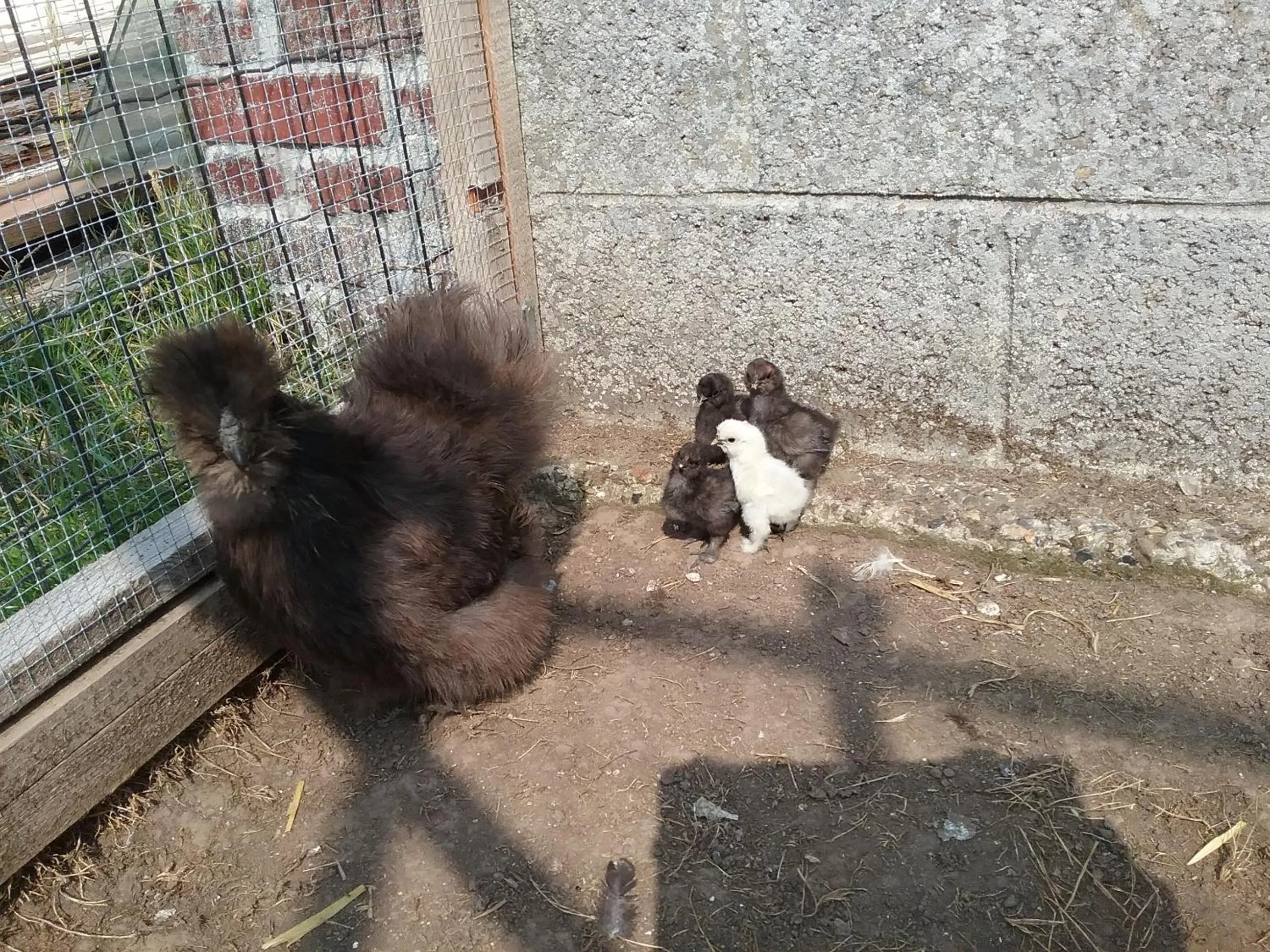 Animals in Chambre d'hôtes "COQUELICOT"