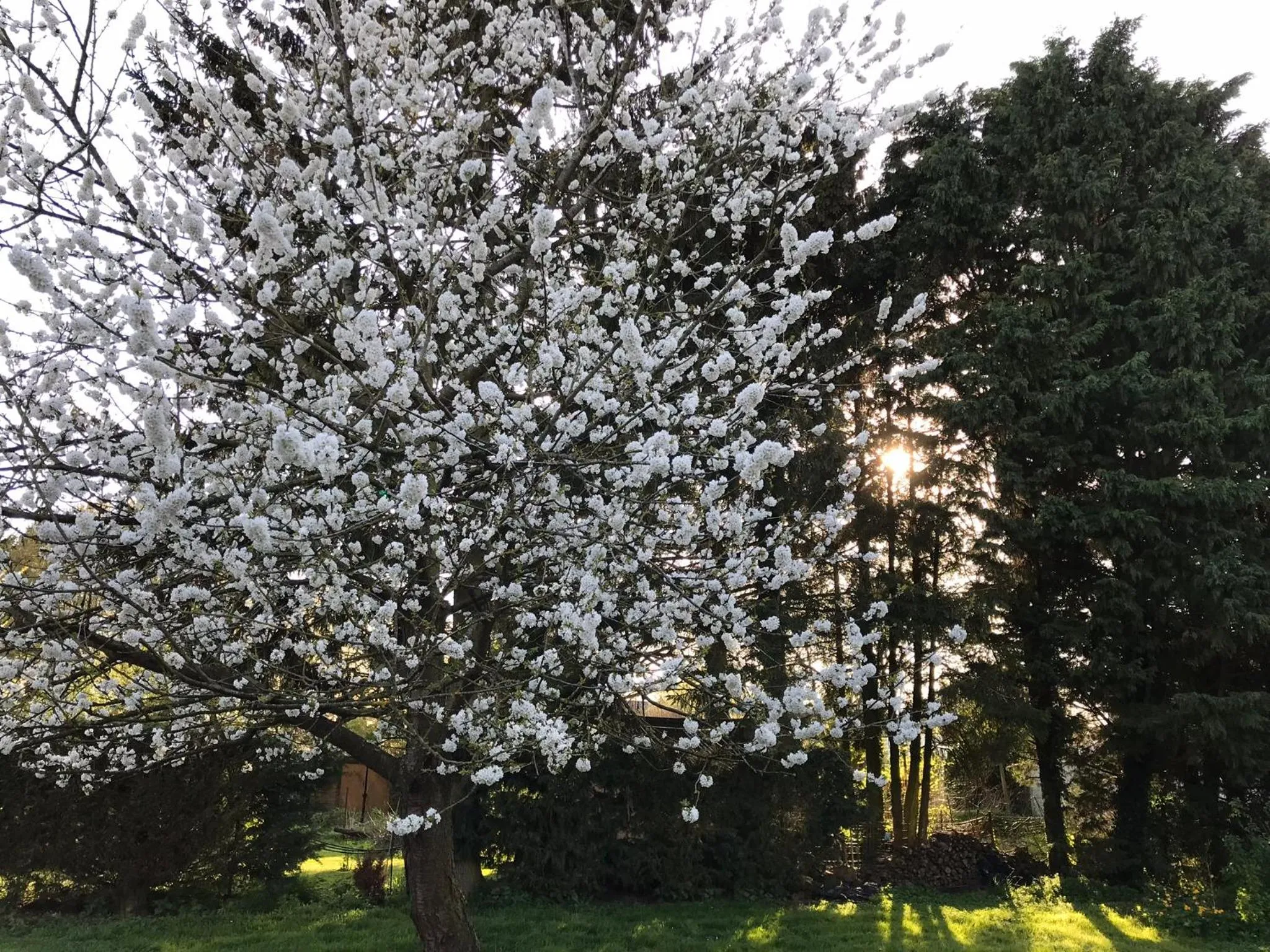 Chambre d'hôtes "COQUELICOT"