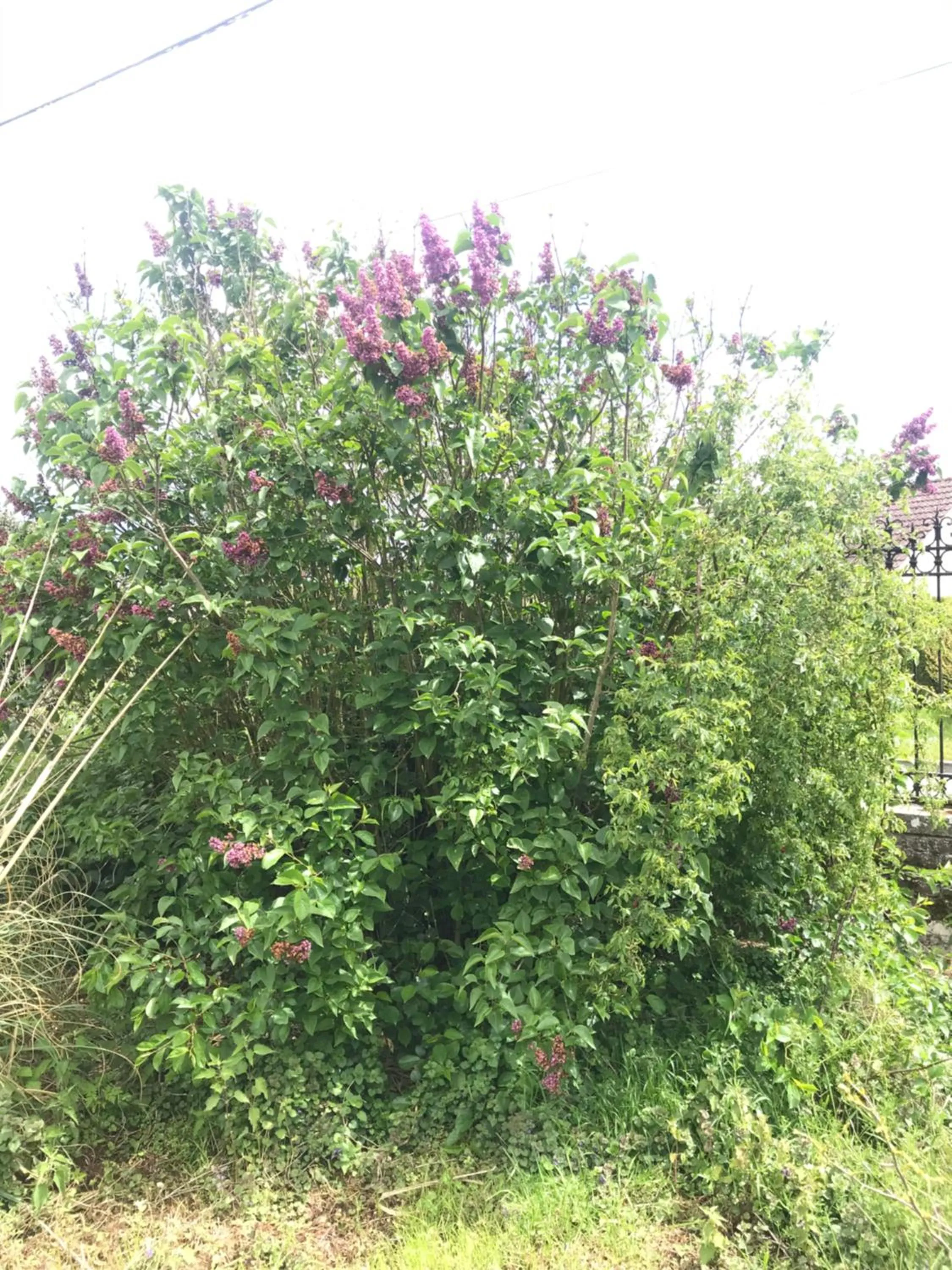 Chambre d'hôtes "COQUELICOT"