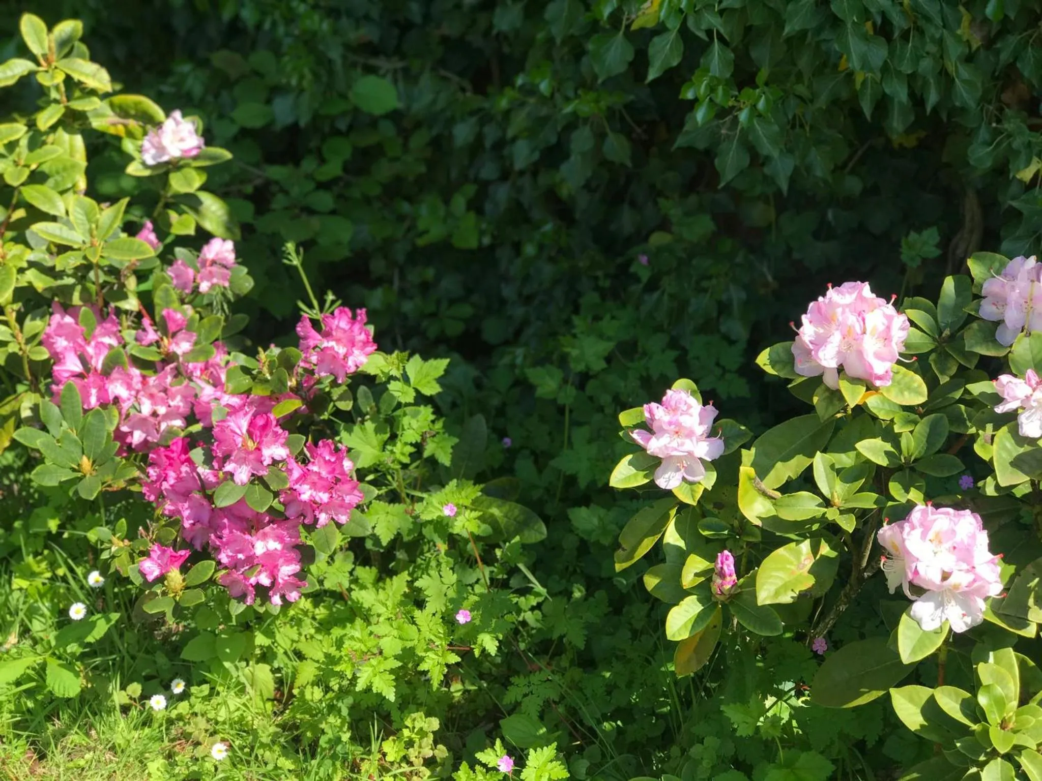 Chambre d'hôtes "COQUELICOT"