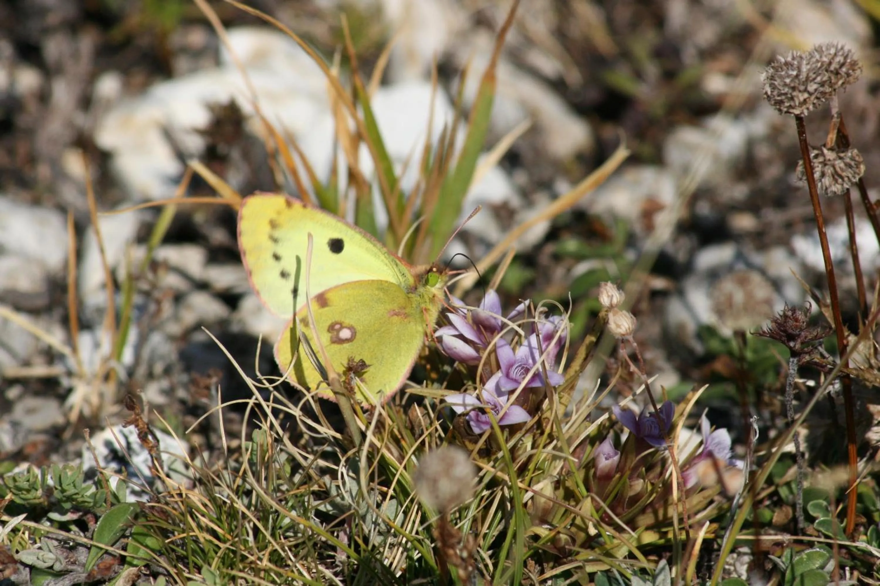 Decorative detail in Residenza La Torre