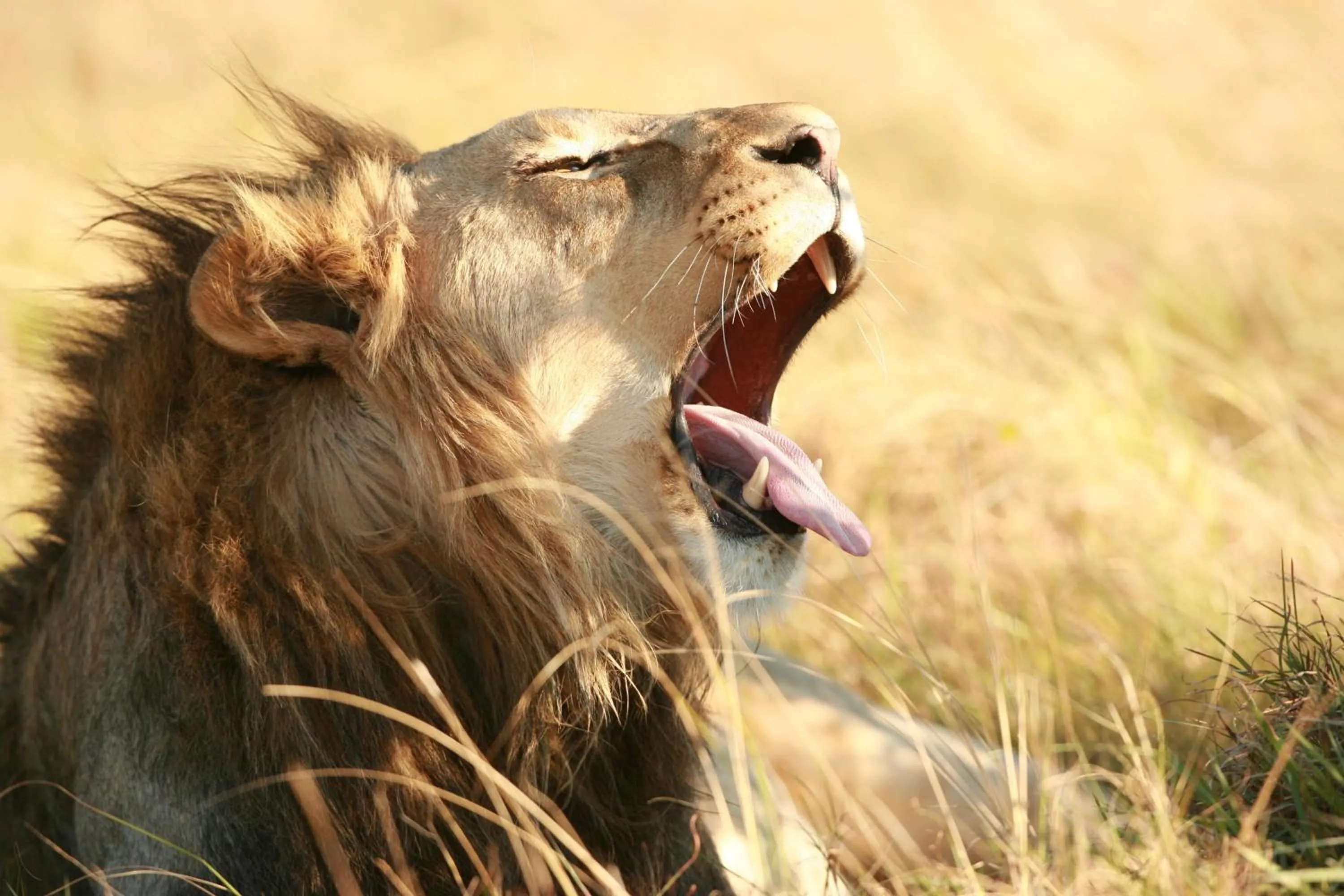 Lalibela Wildlife Reserve - Inzolo Lodge
