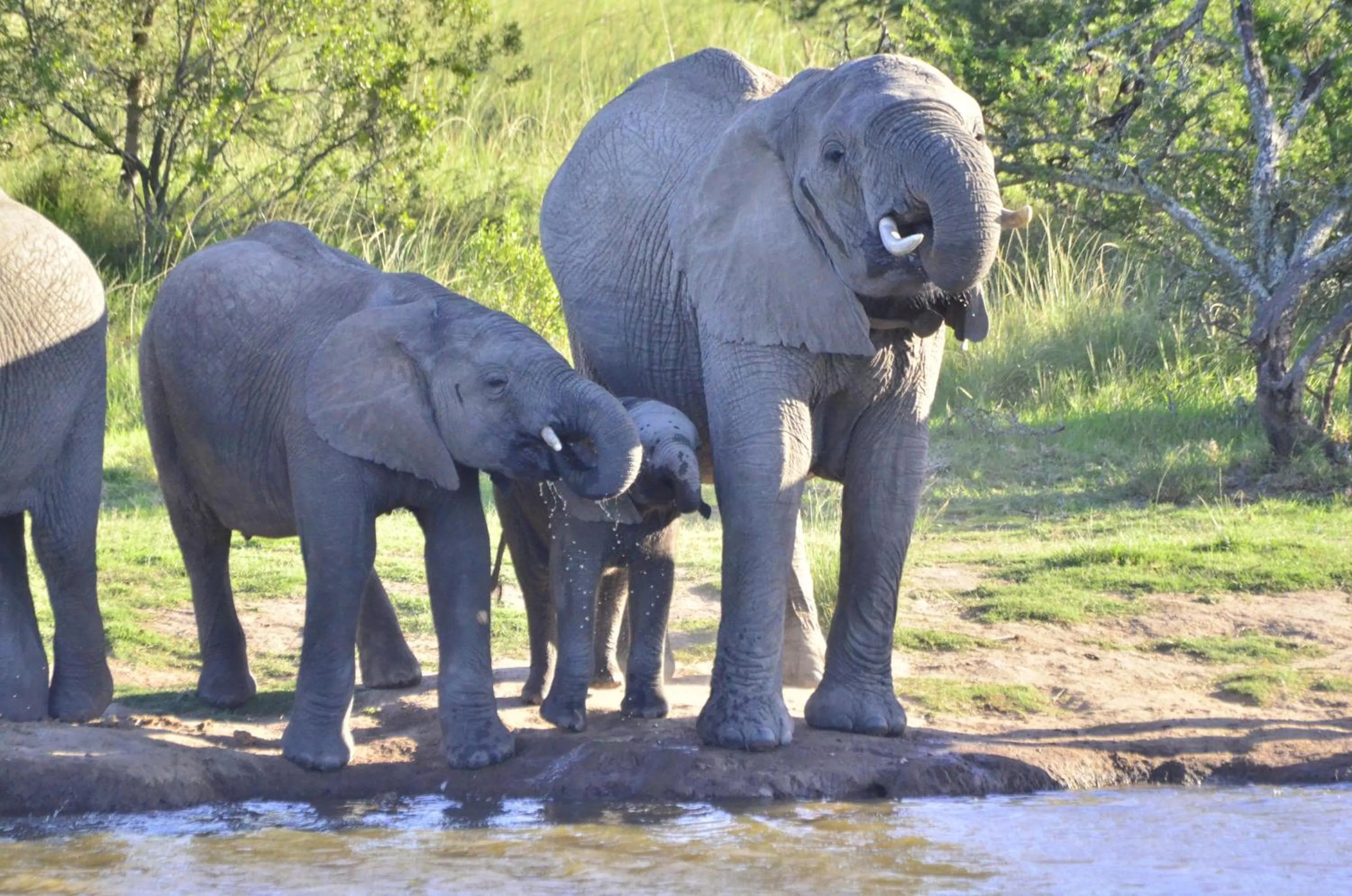 Lalibela Wildlife Reserve - Inzolo Lodge