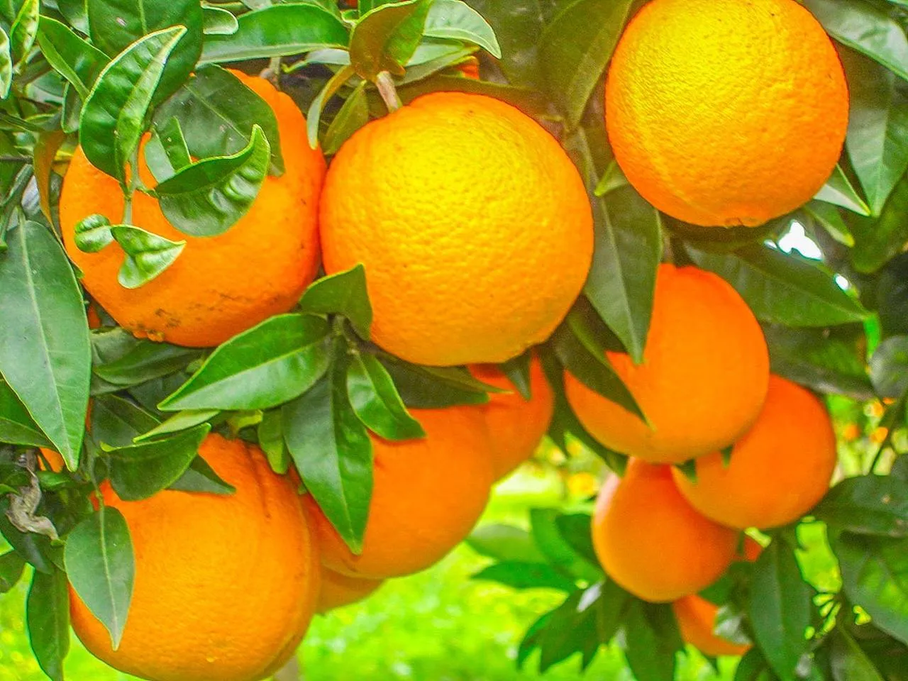 Food in Aria di Mare