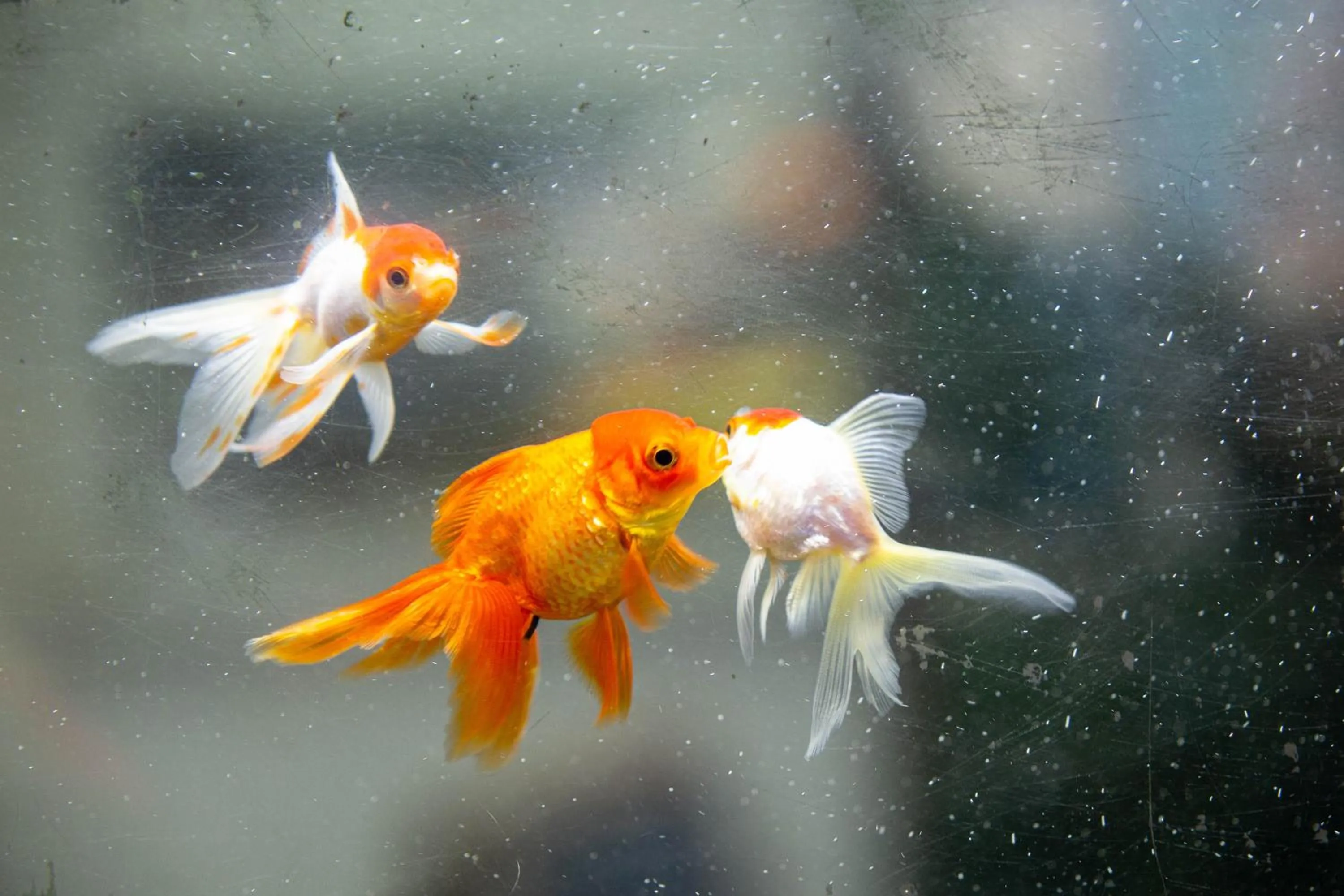 Animals in Hotel Vila Mar