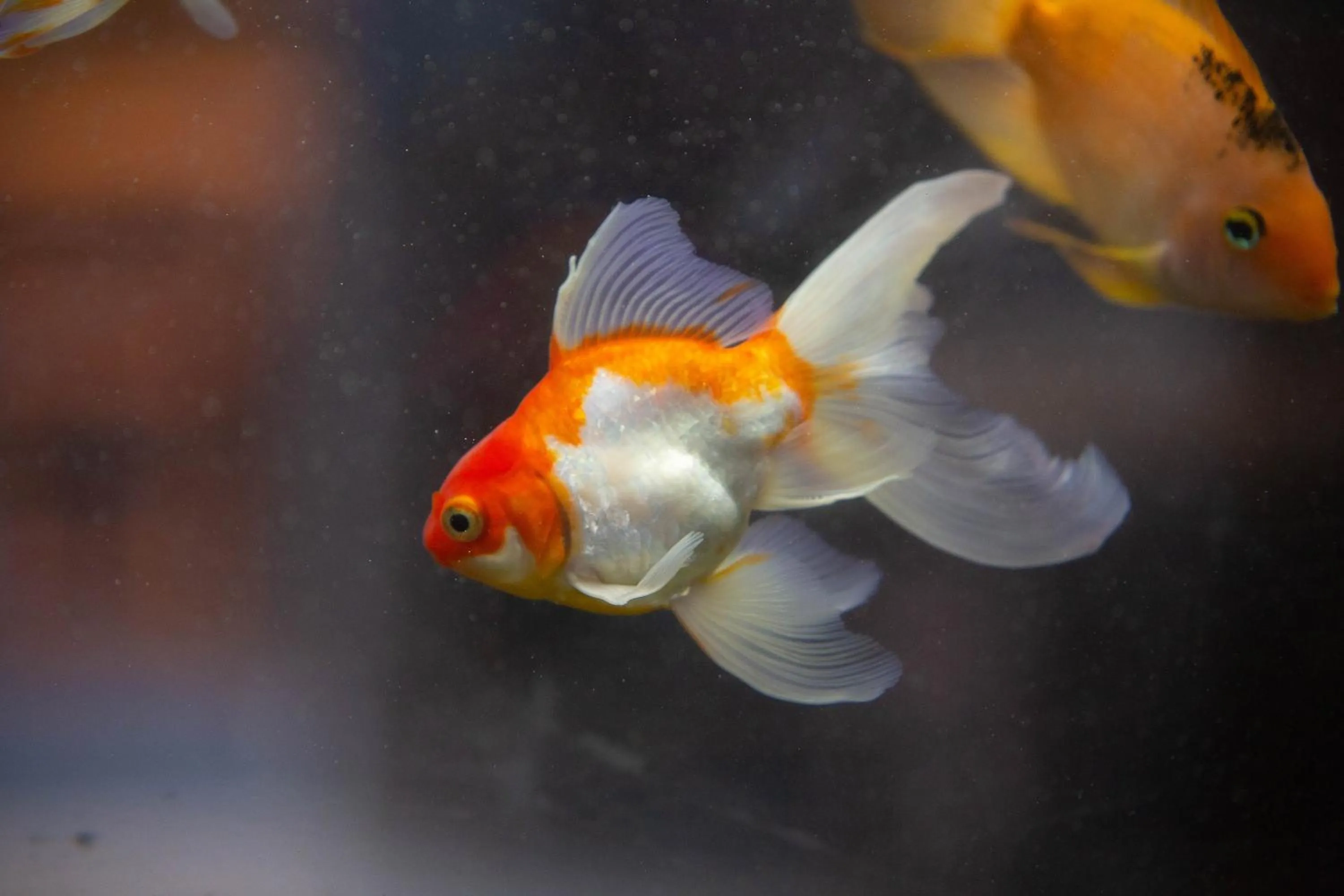 Animals in Hotel Vila Mar