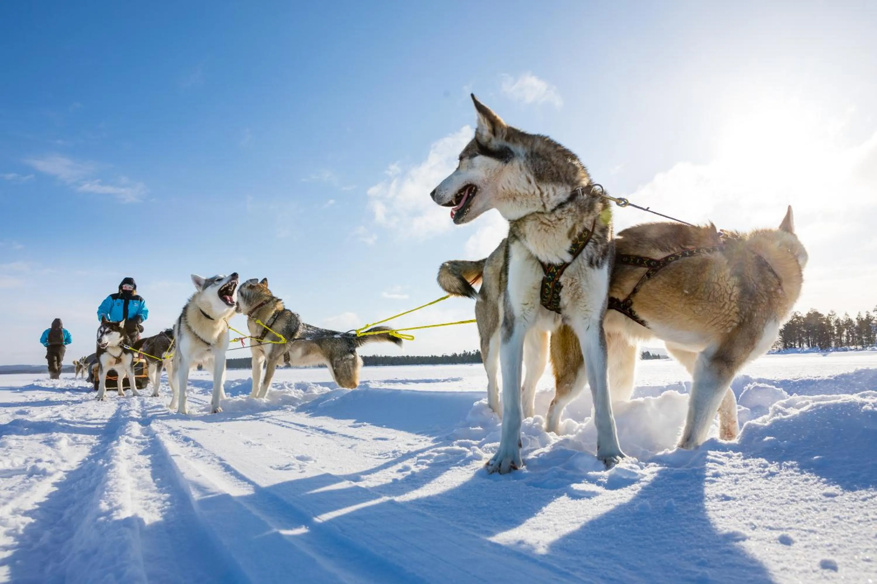 Animals in Wilderness Hotel Nellim & Igloos