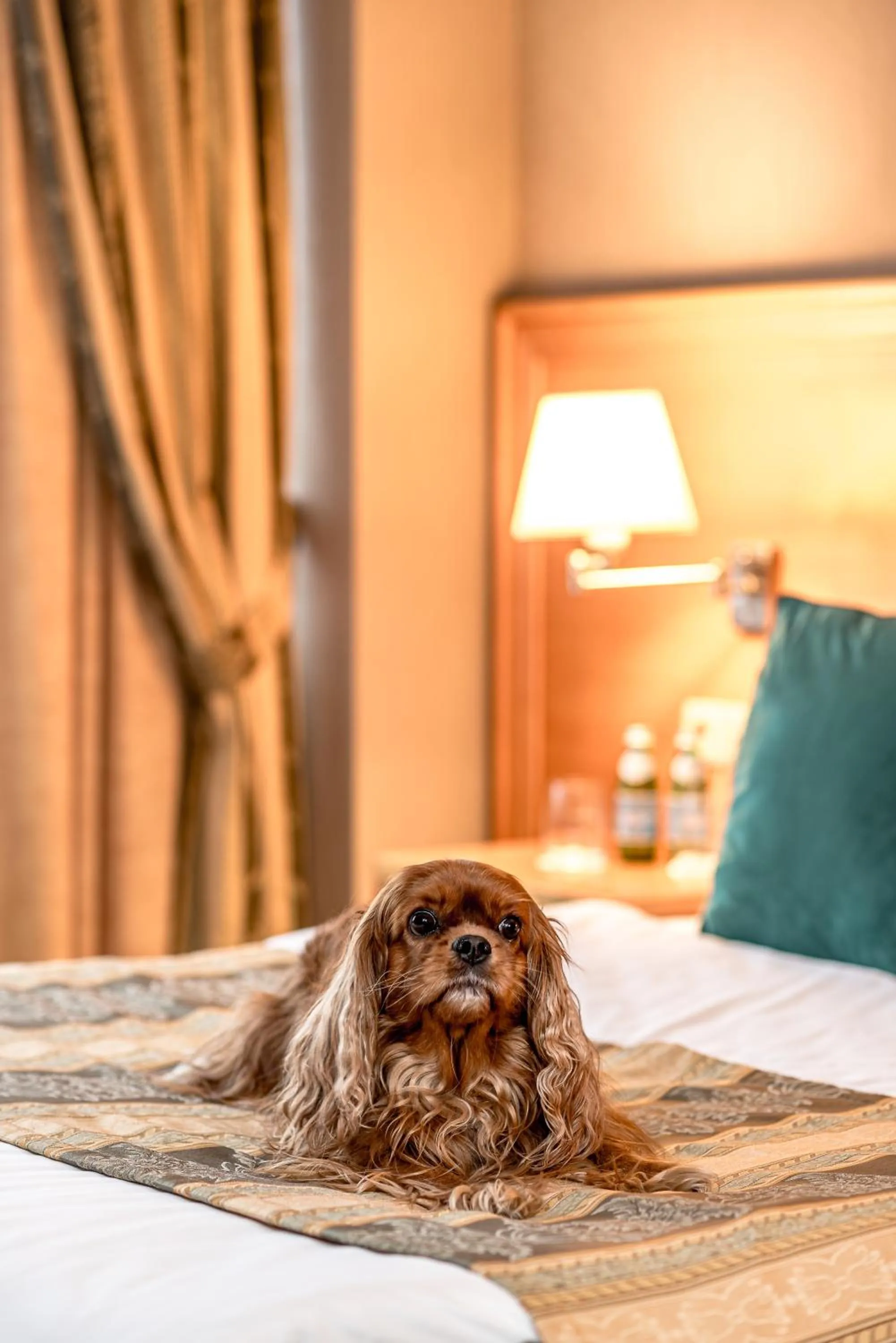 Pets, Bed in VILNIUS PARK PLAZA HOTEL, Restaurant & Terrace, Panorama Bar, Conference & Banquet Center